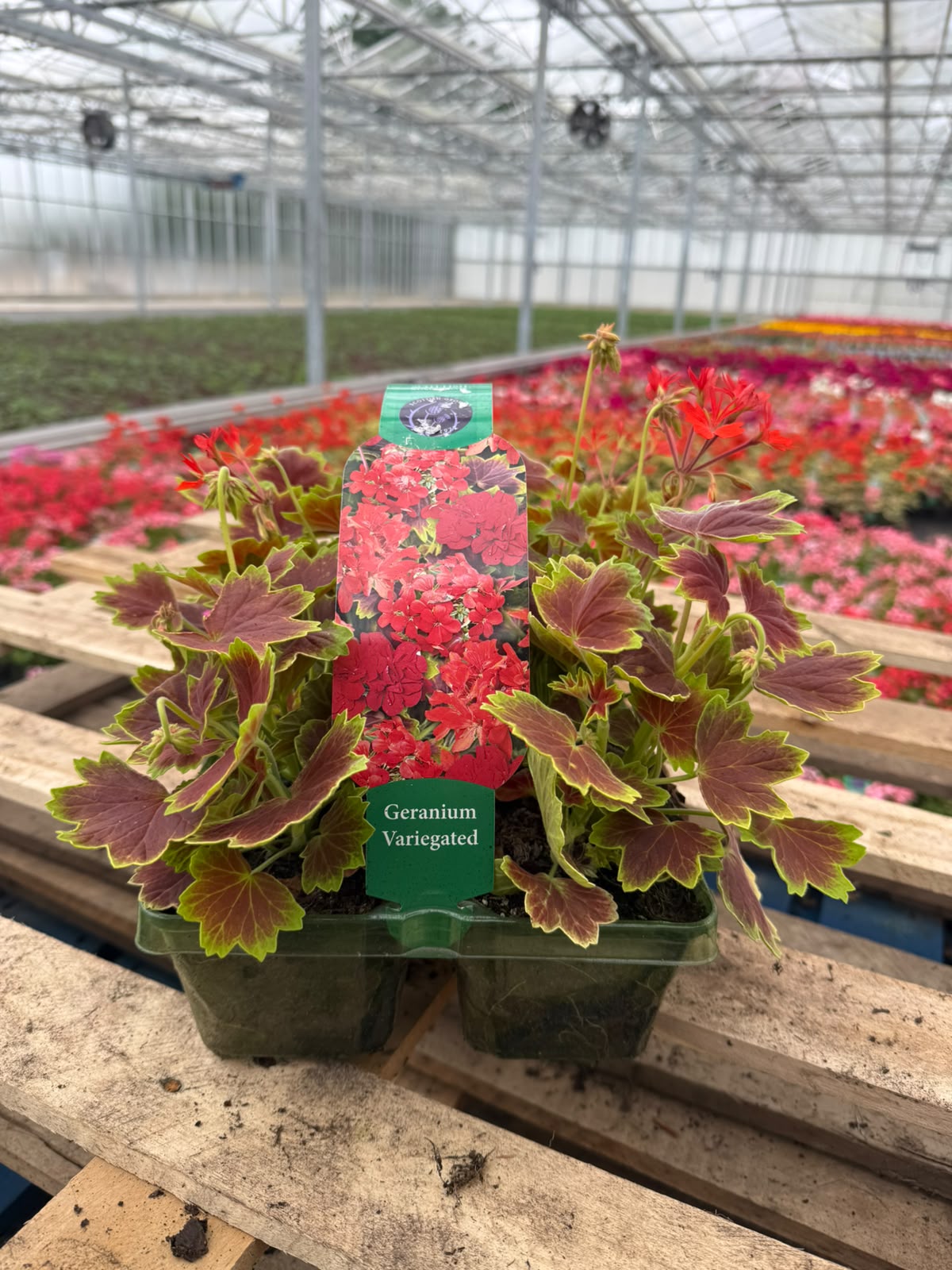 Picture of Geranium Variegated Vancouver Centennial