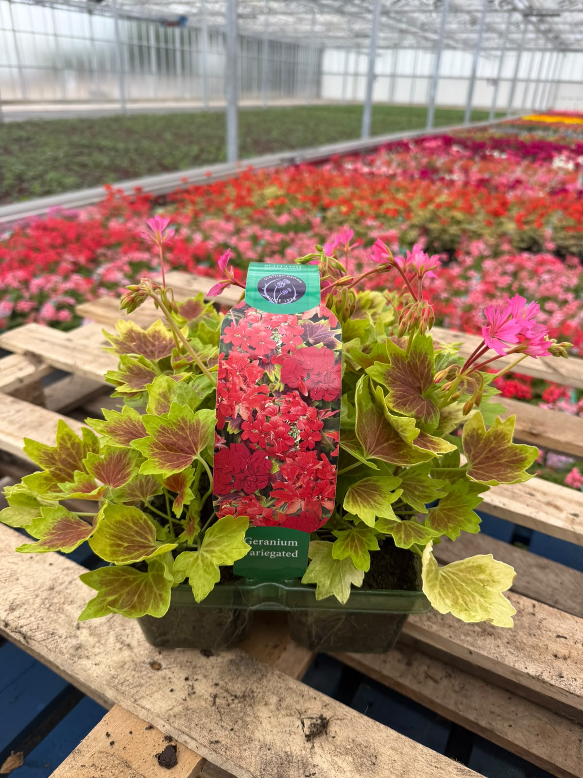 Picture of Geranium Variegated Lotusland