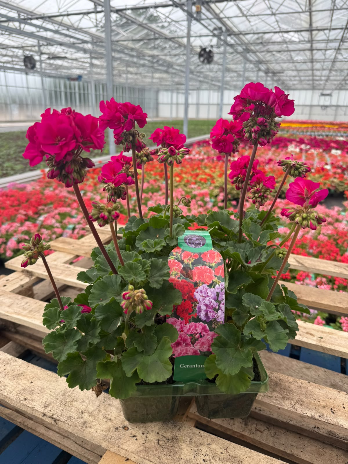 Picture of Geranium Zonal Purple