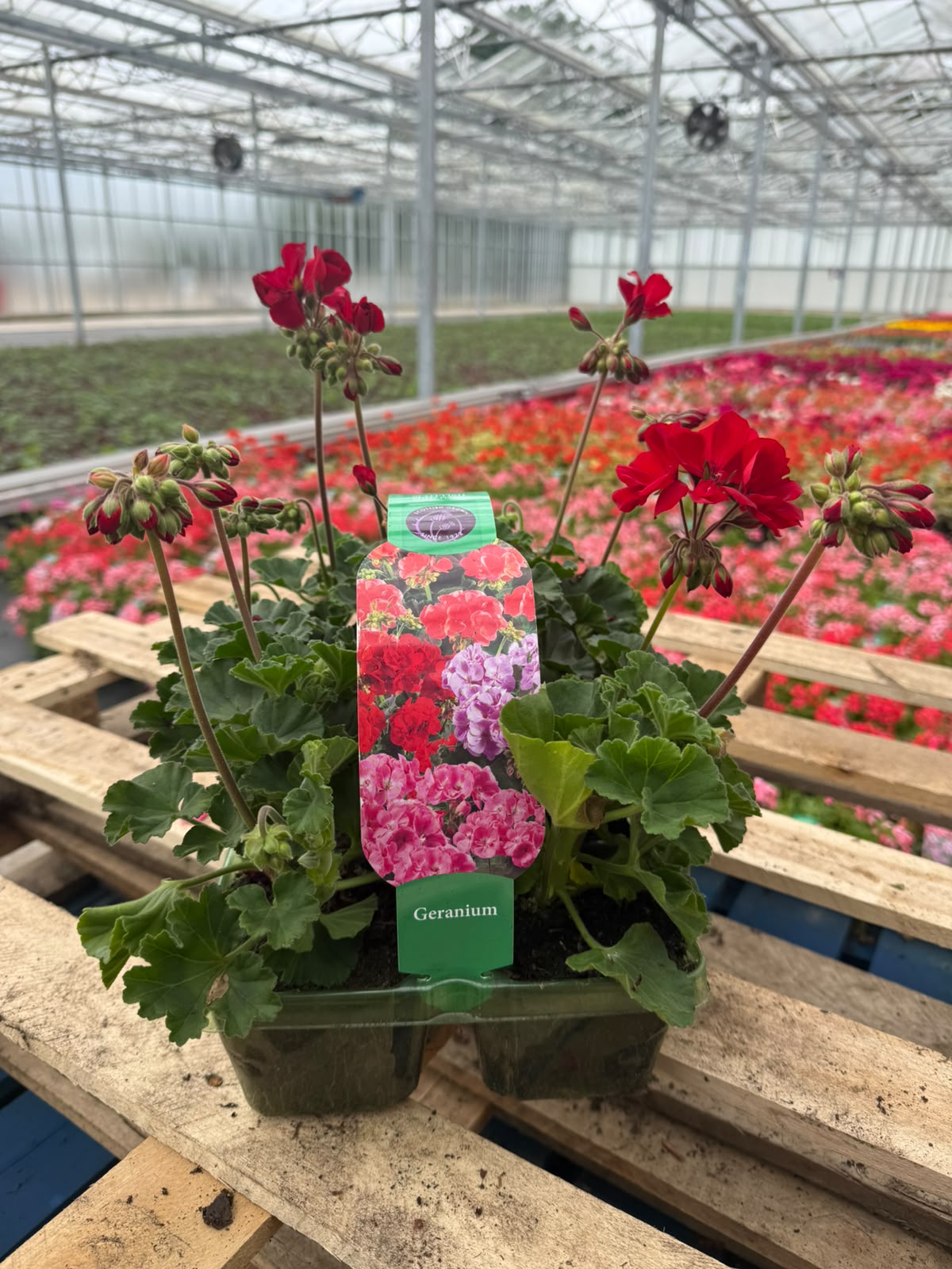 Picture of Geranium Zonal Dark Red
