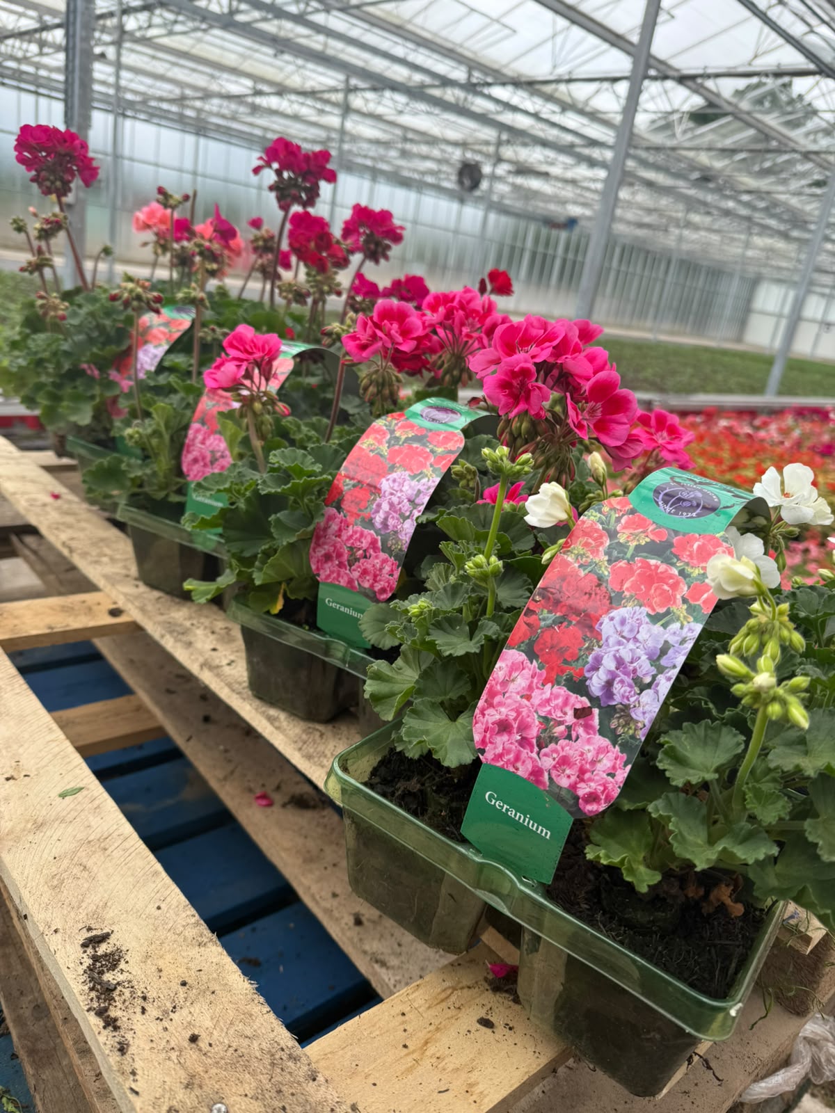 Picture of Geranium Zonal Colours