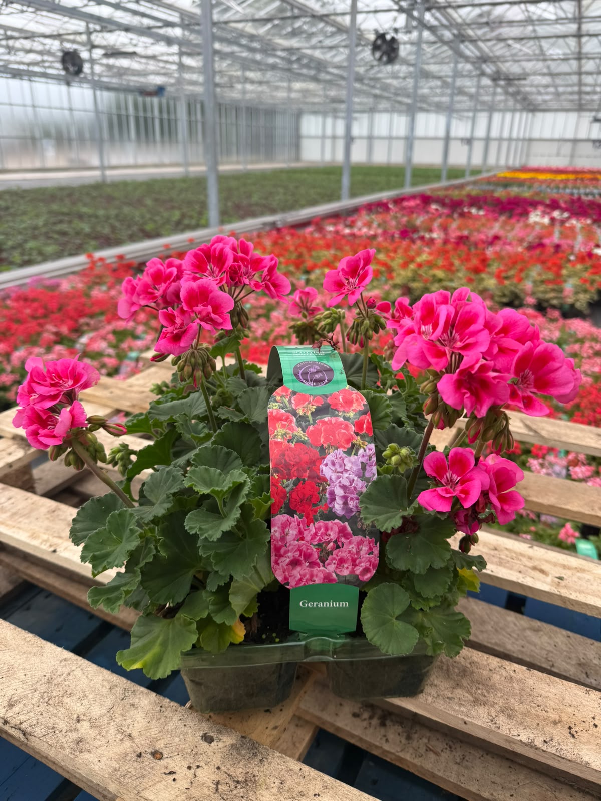 Picture of Geranium Zonal Pink