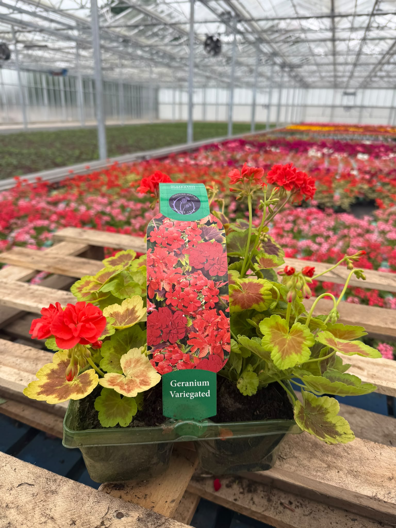 Picture of Geranium Variegated Occold Shield