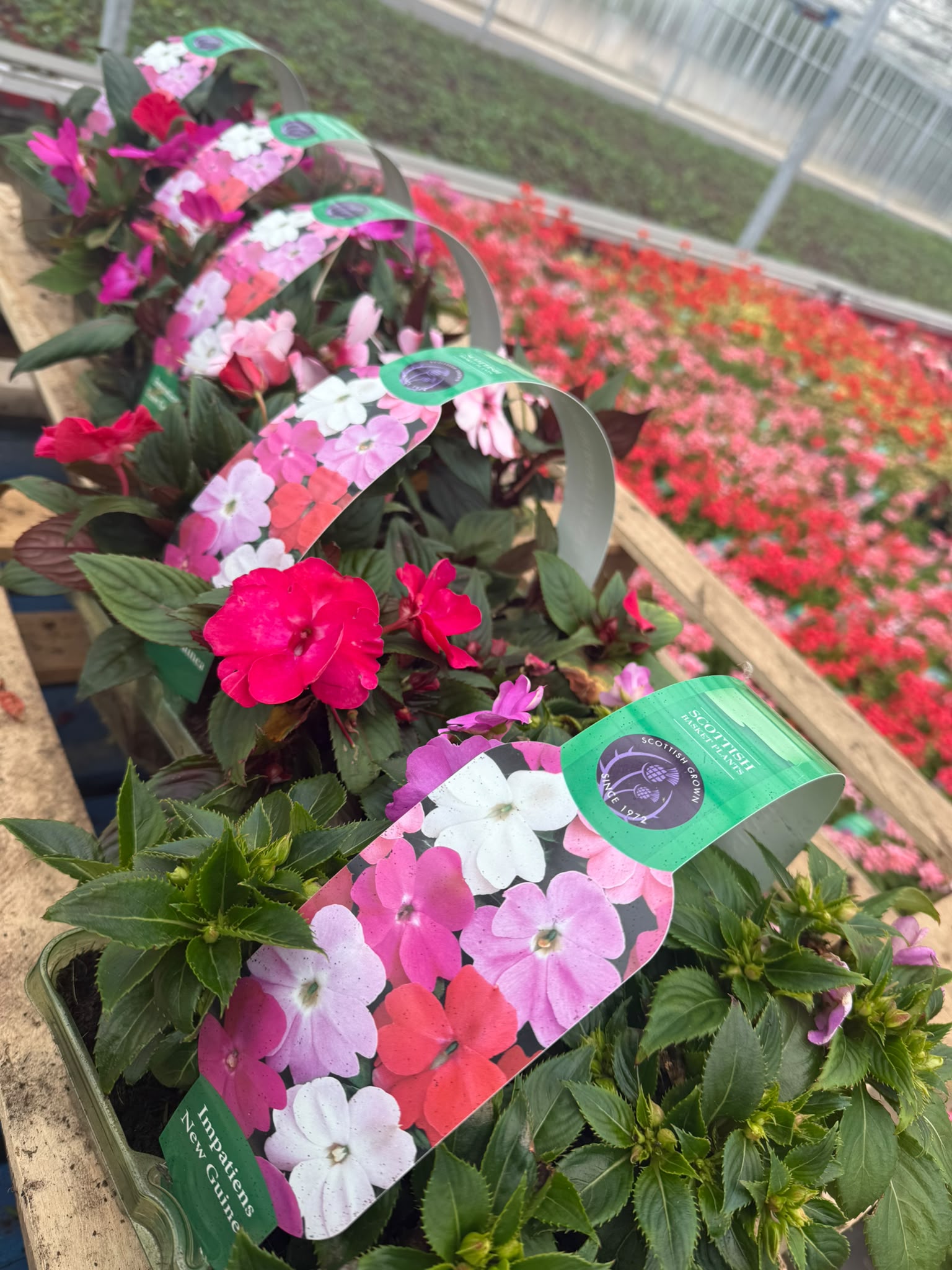 Picture of New Guinea Impatiens Colours