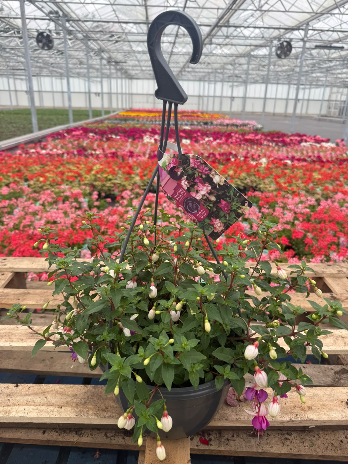 Picture of Fuchsia Hanging Basket