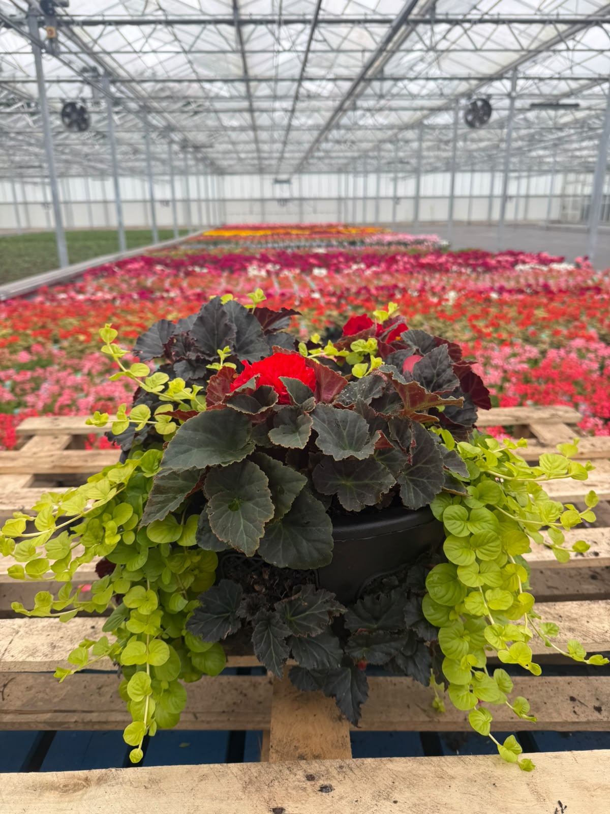 Picture of Begonia Easy-Grow Hanging Basket