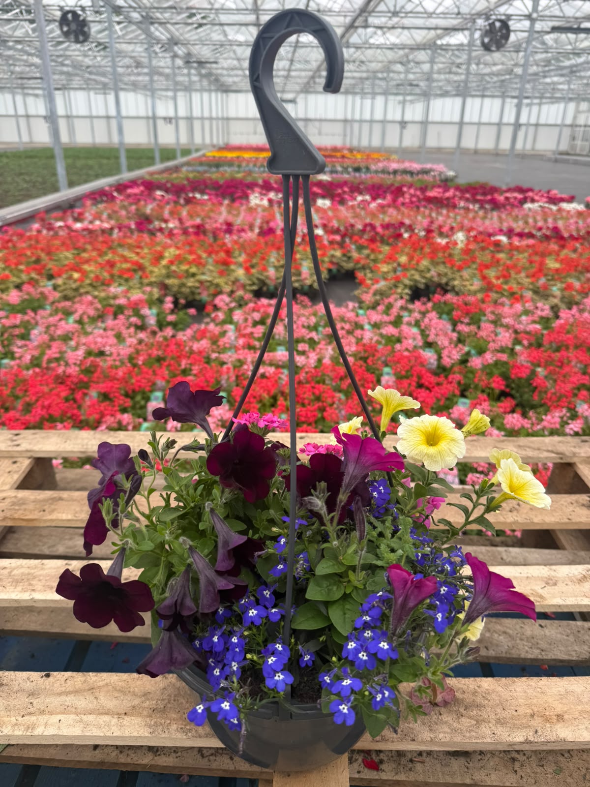 Picture of Mixed Variety Hanging Basket