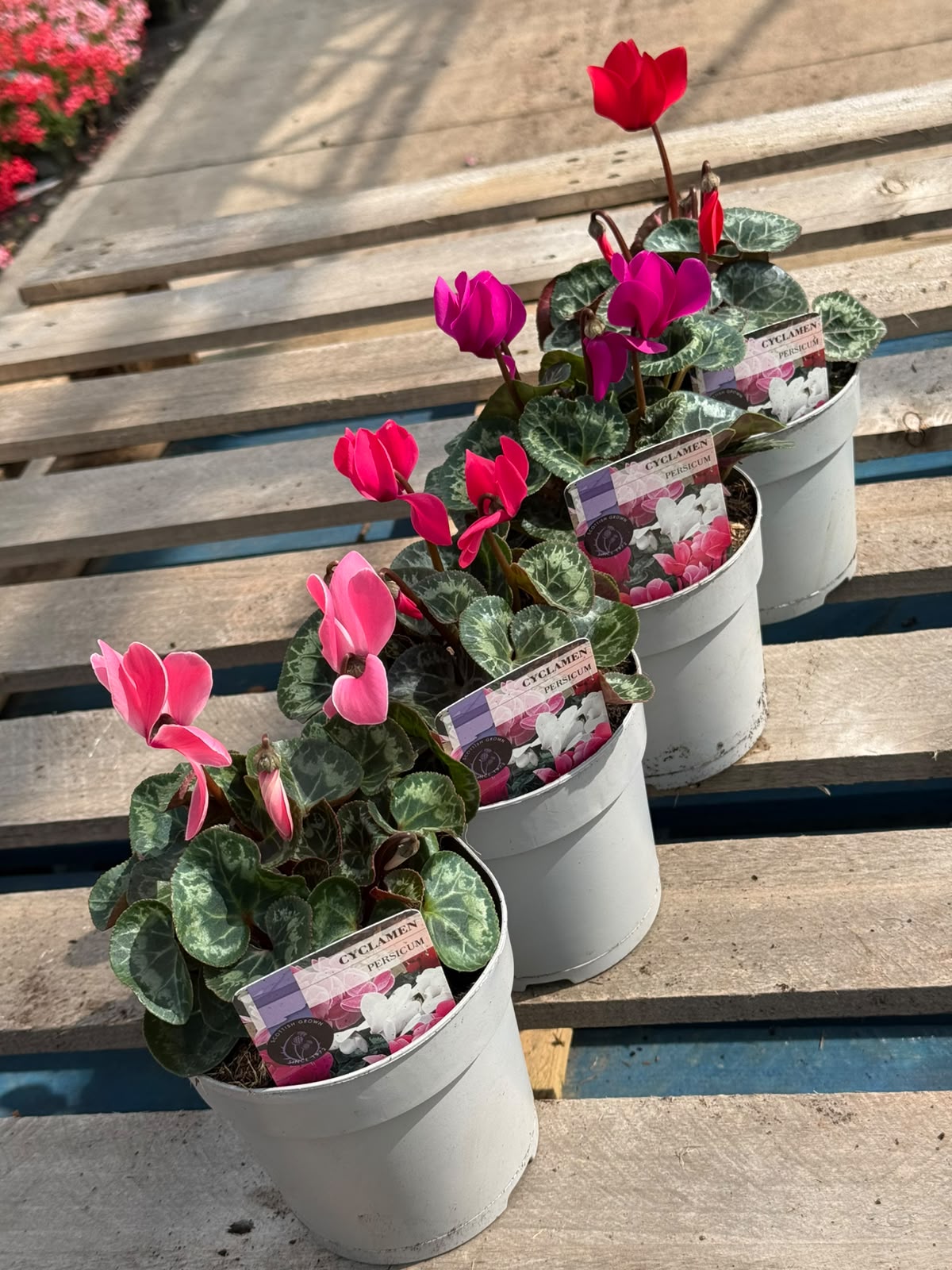Picture of Cyclamen