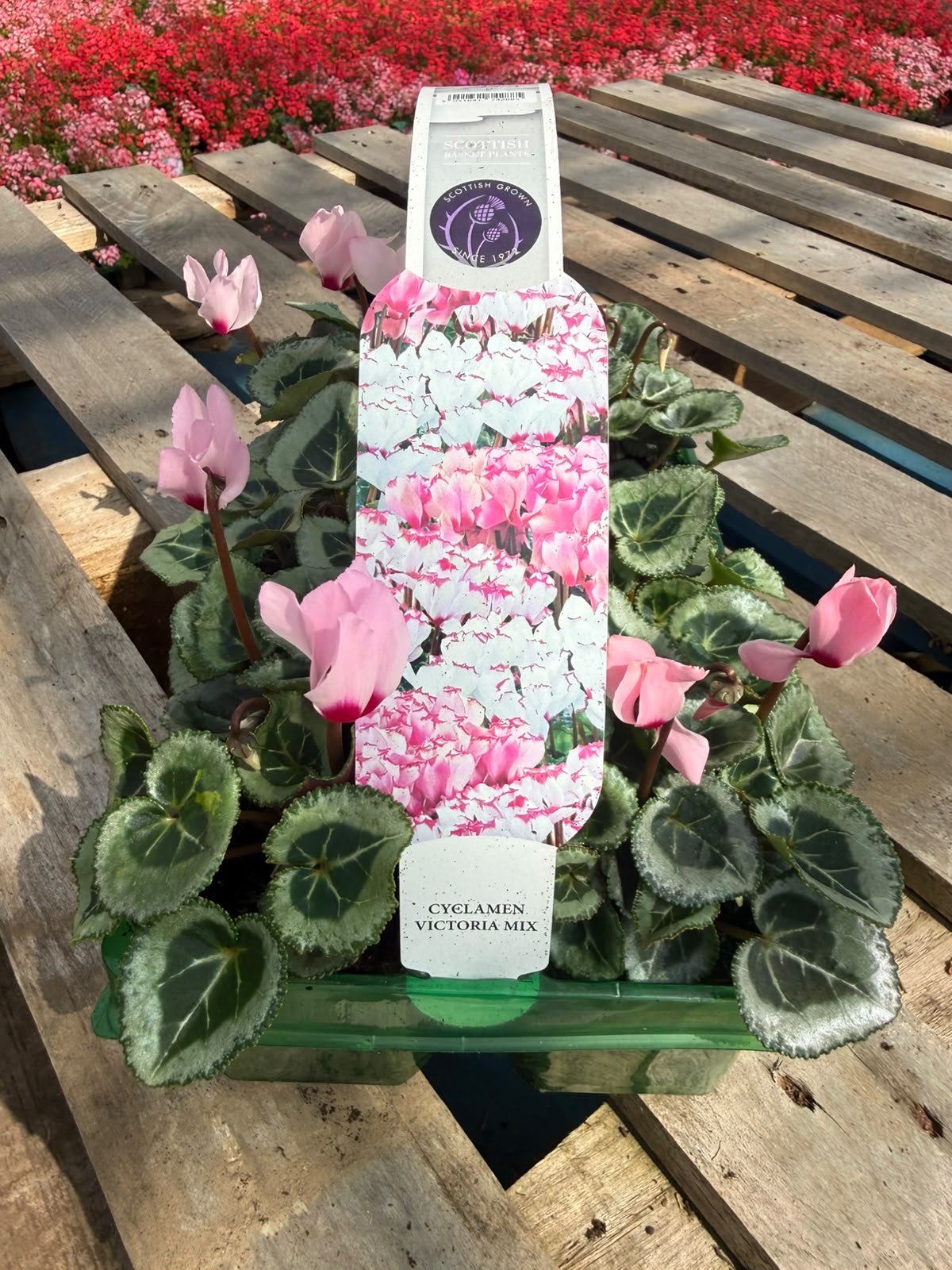 Picture of Cyclamen Victoria Mix