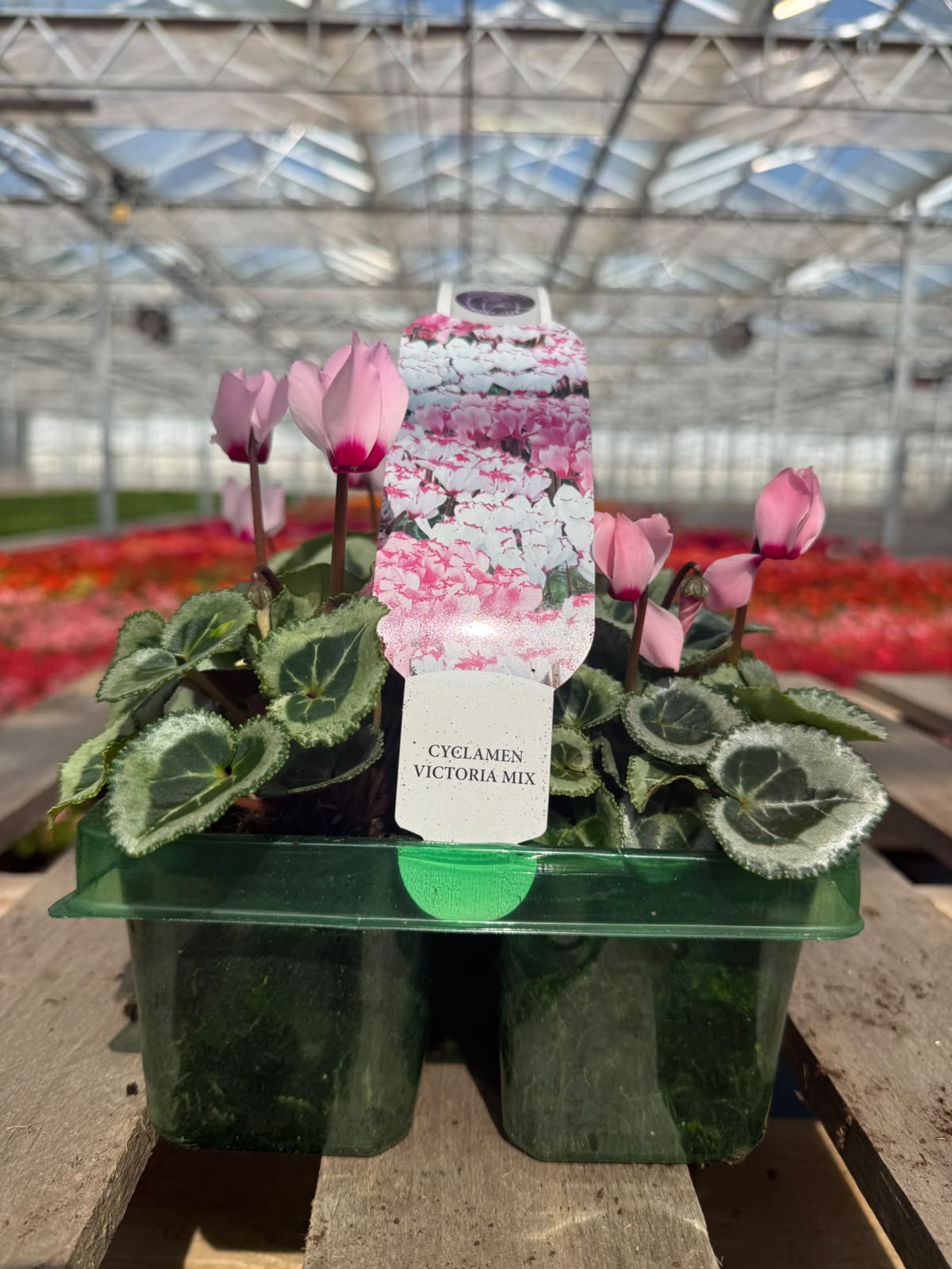 Picture of Cyclamen Victoria Mix