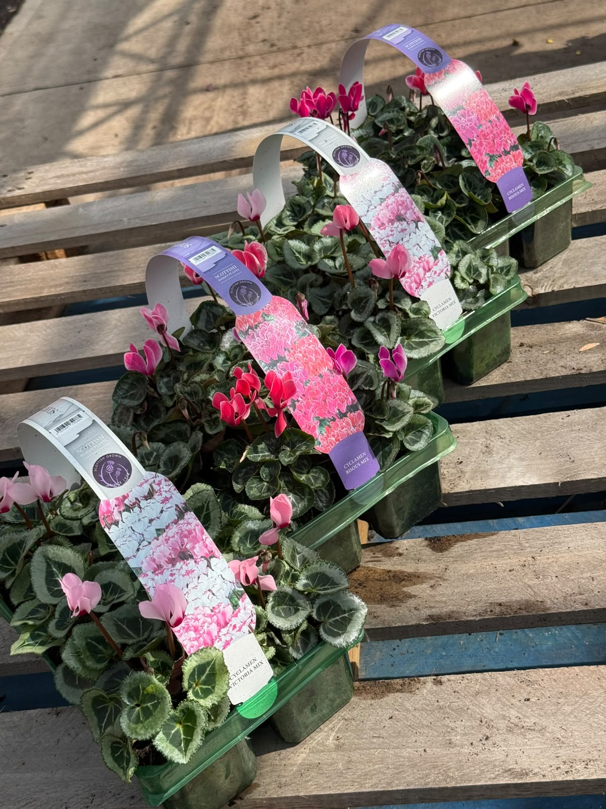 Picture of Cyclamen Mixed