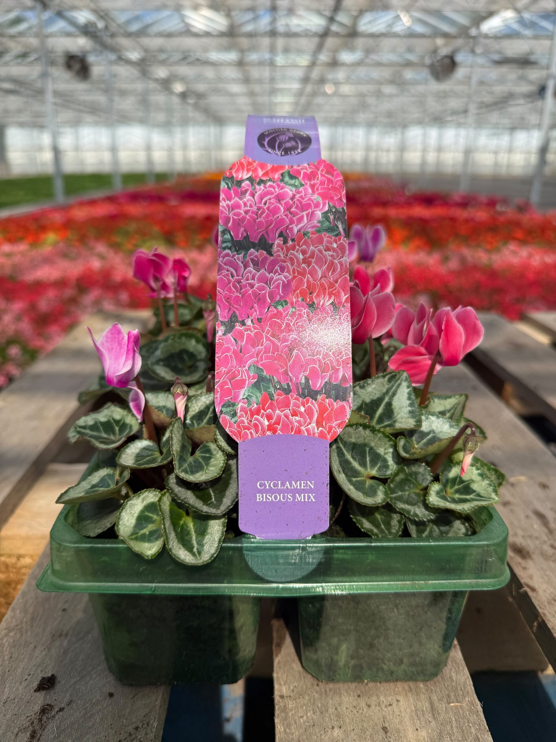 Picture of Cyclamen Bisous Mix
