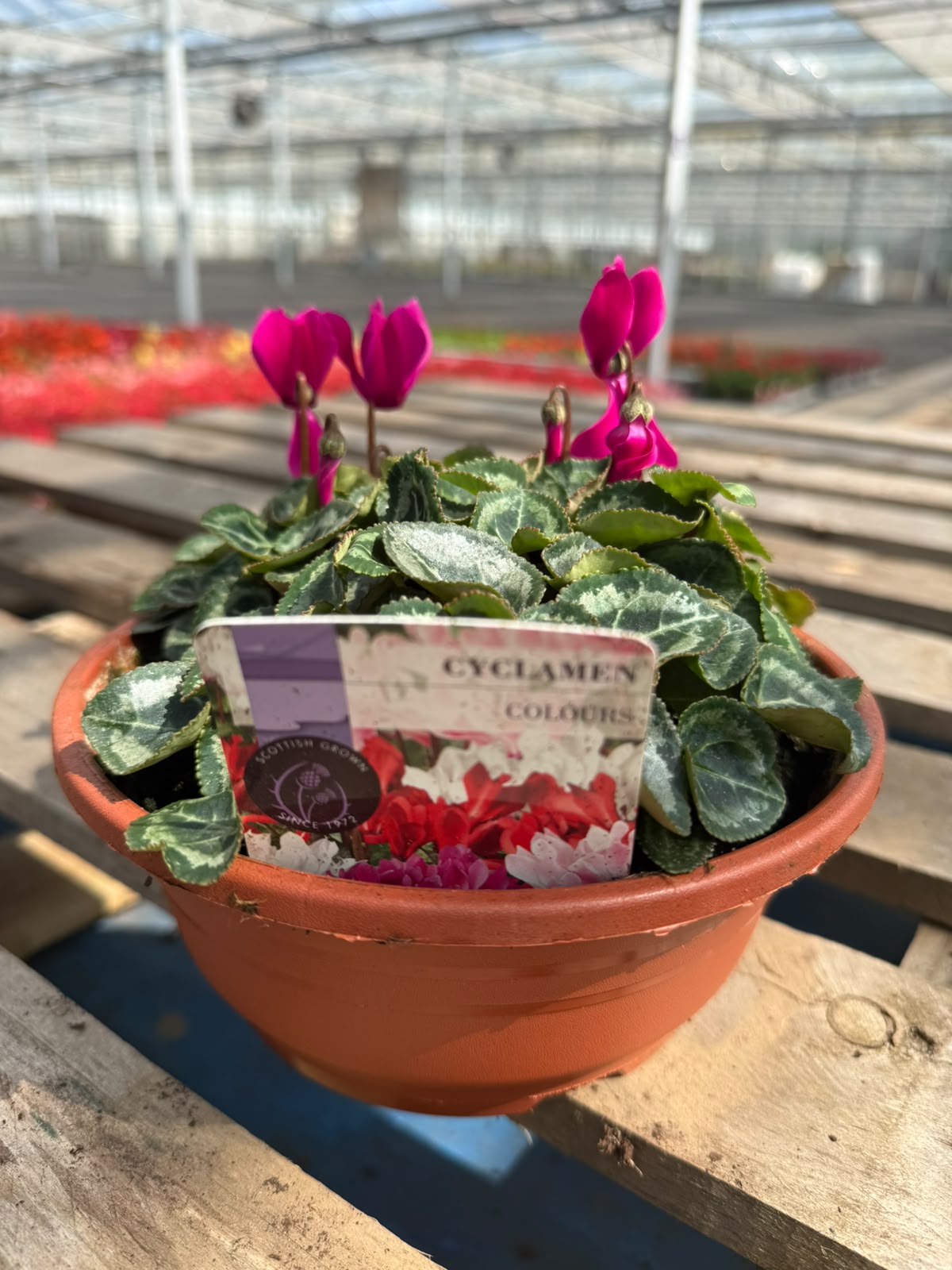 Picture of Cyclamen Bowl - Magenta