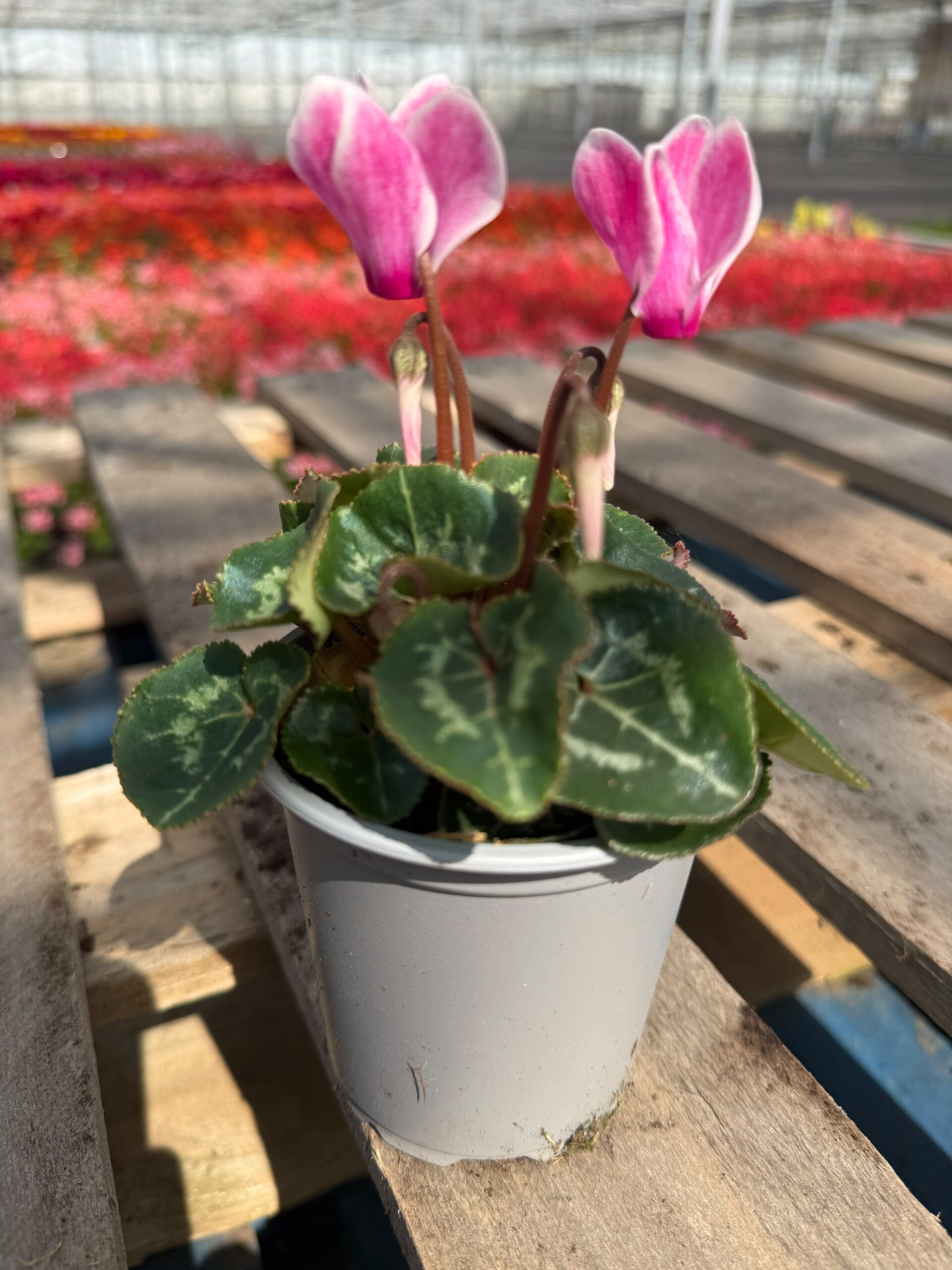 Picture of Cyclamen Pink