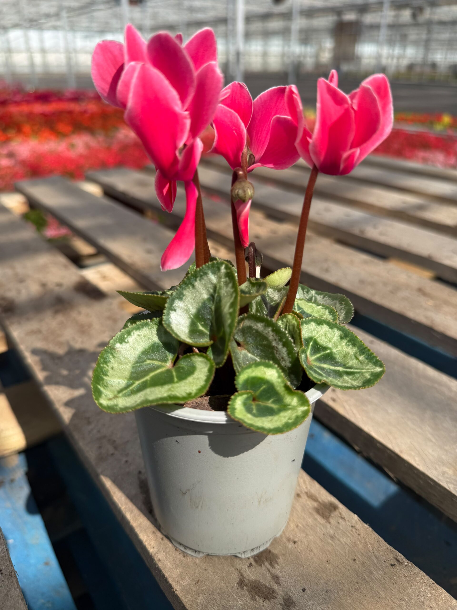 Picture of Cyclamen Fuchsia