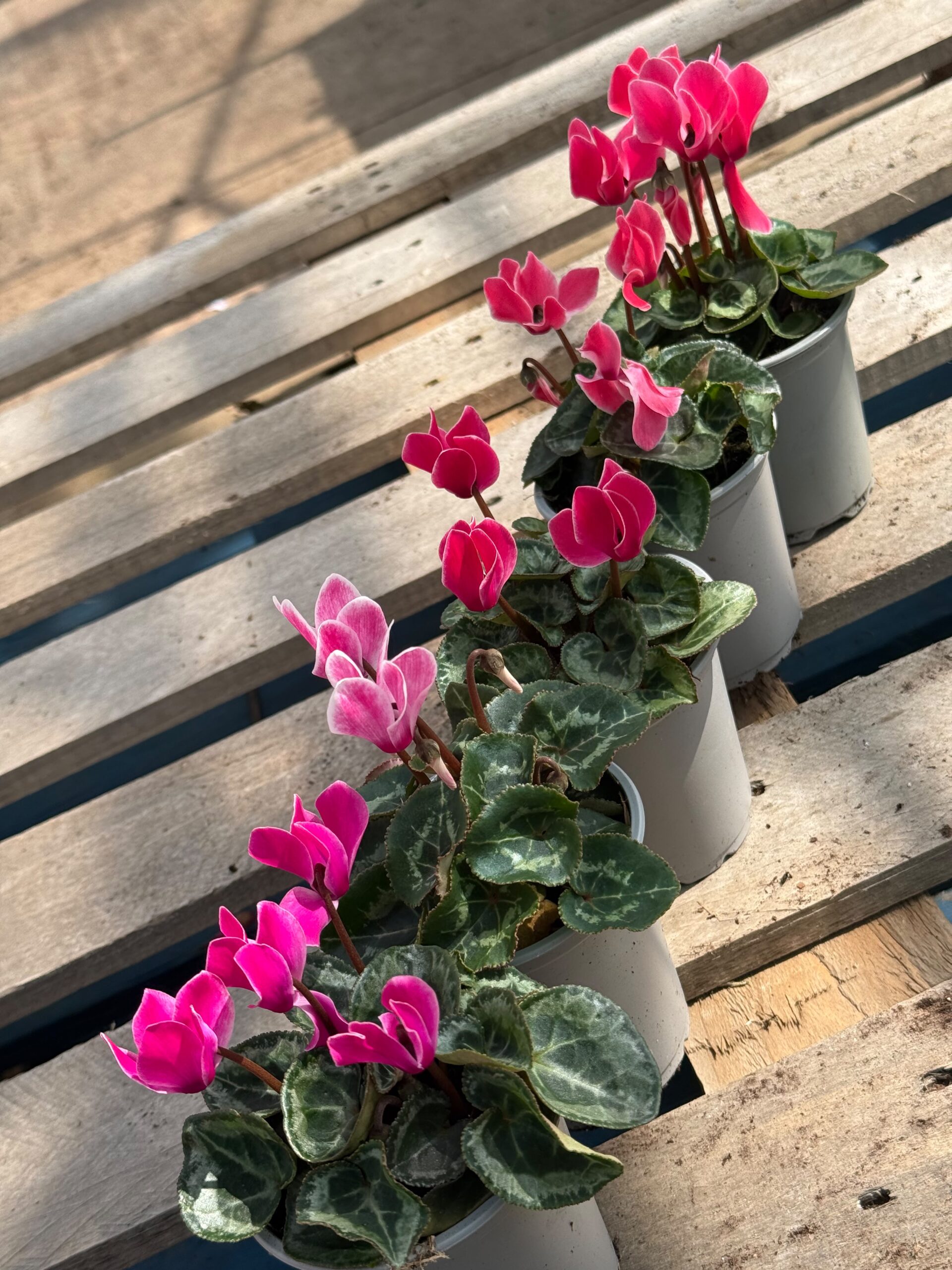 Picture of Cyclamen