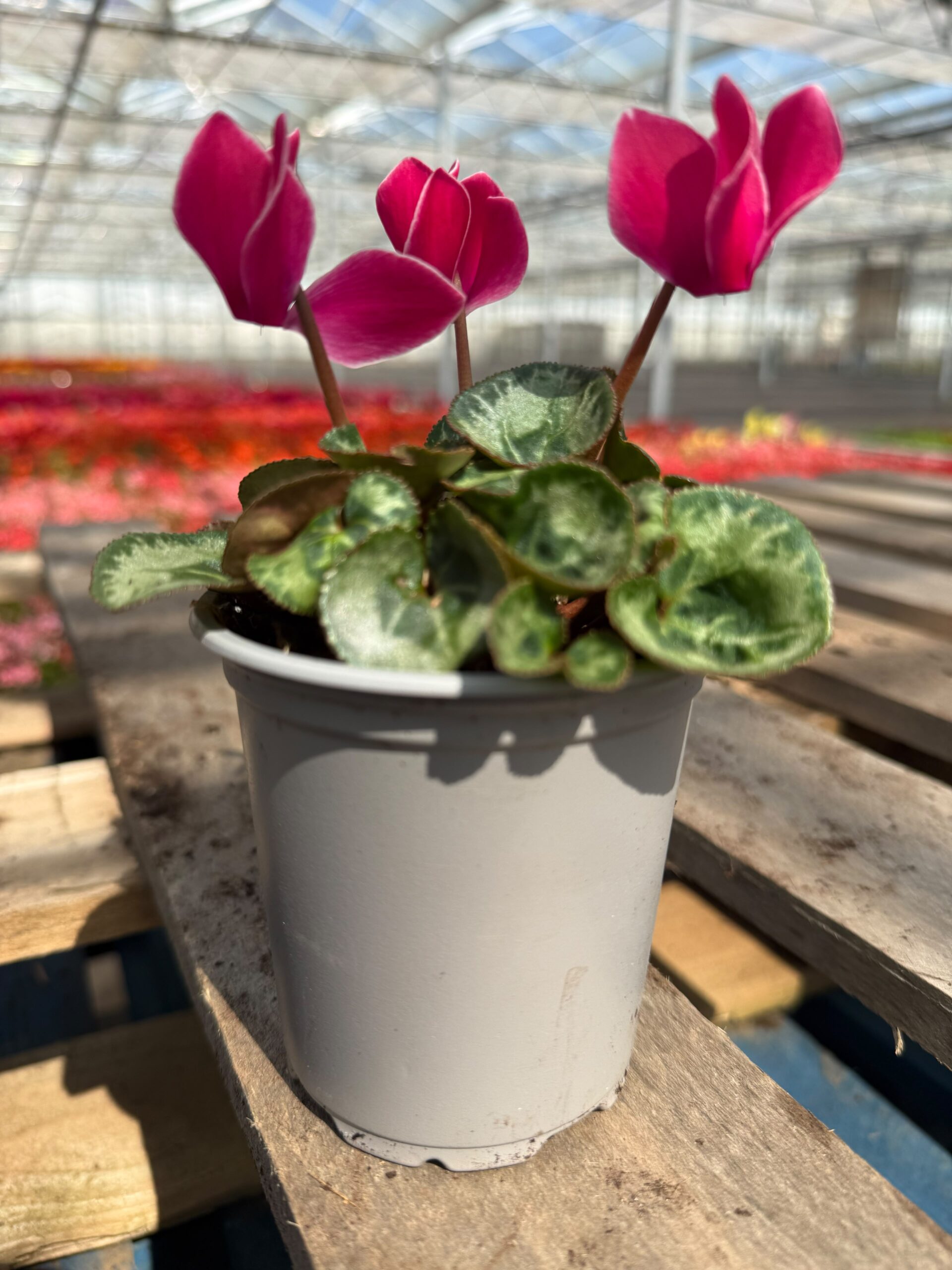 Picture of Cyclamen Magenta