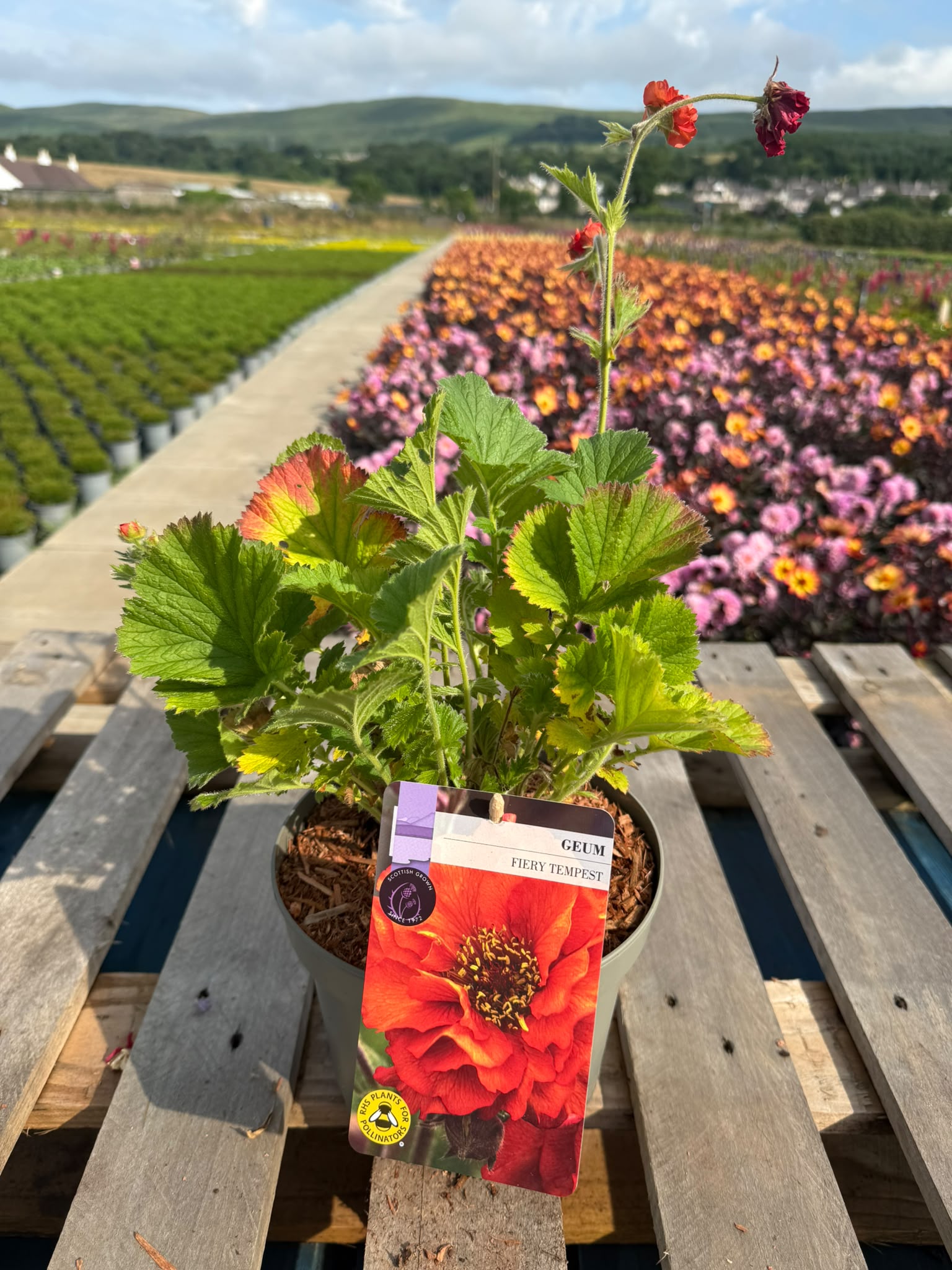 Picture of Geum Fiery Tempest