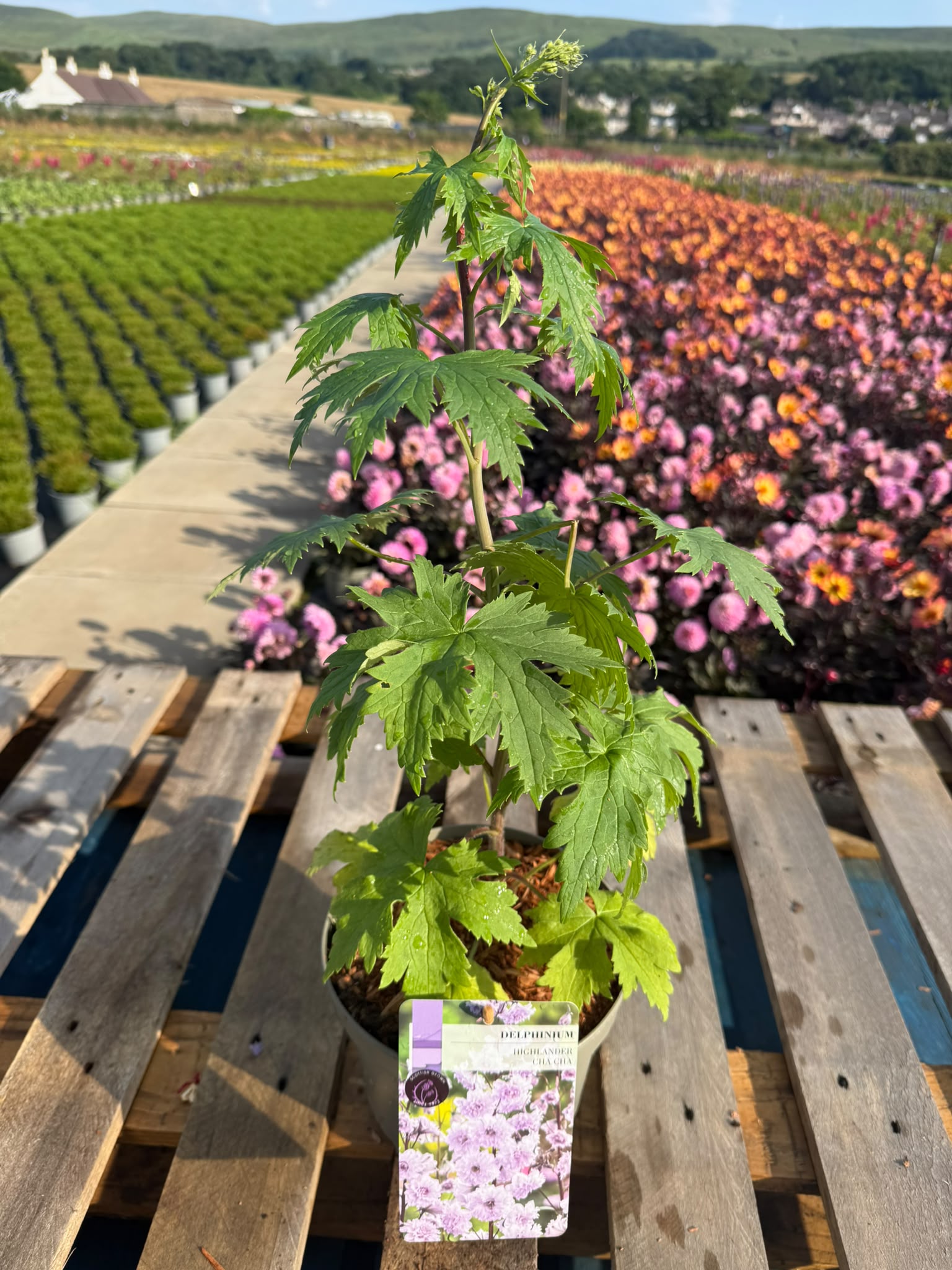 Picture of Delphinium Highlander Cha Cha