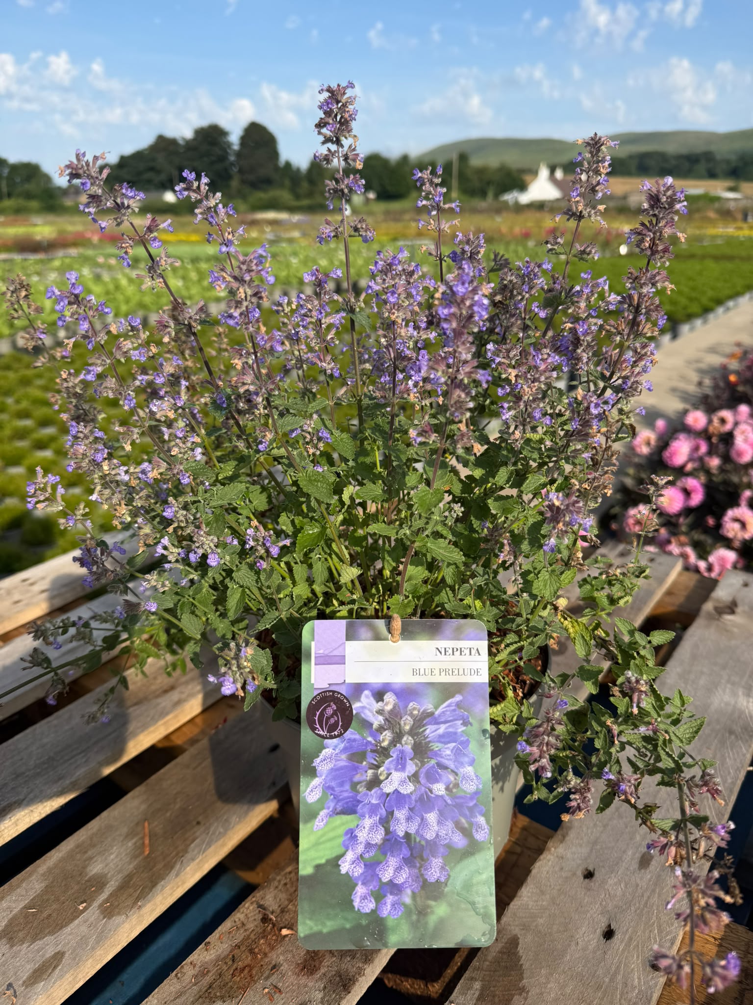 Picture of Nepeta Blue Prelude