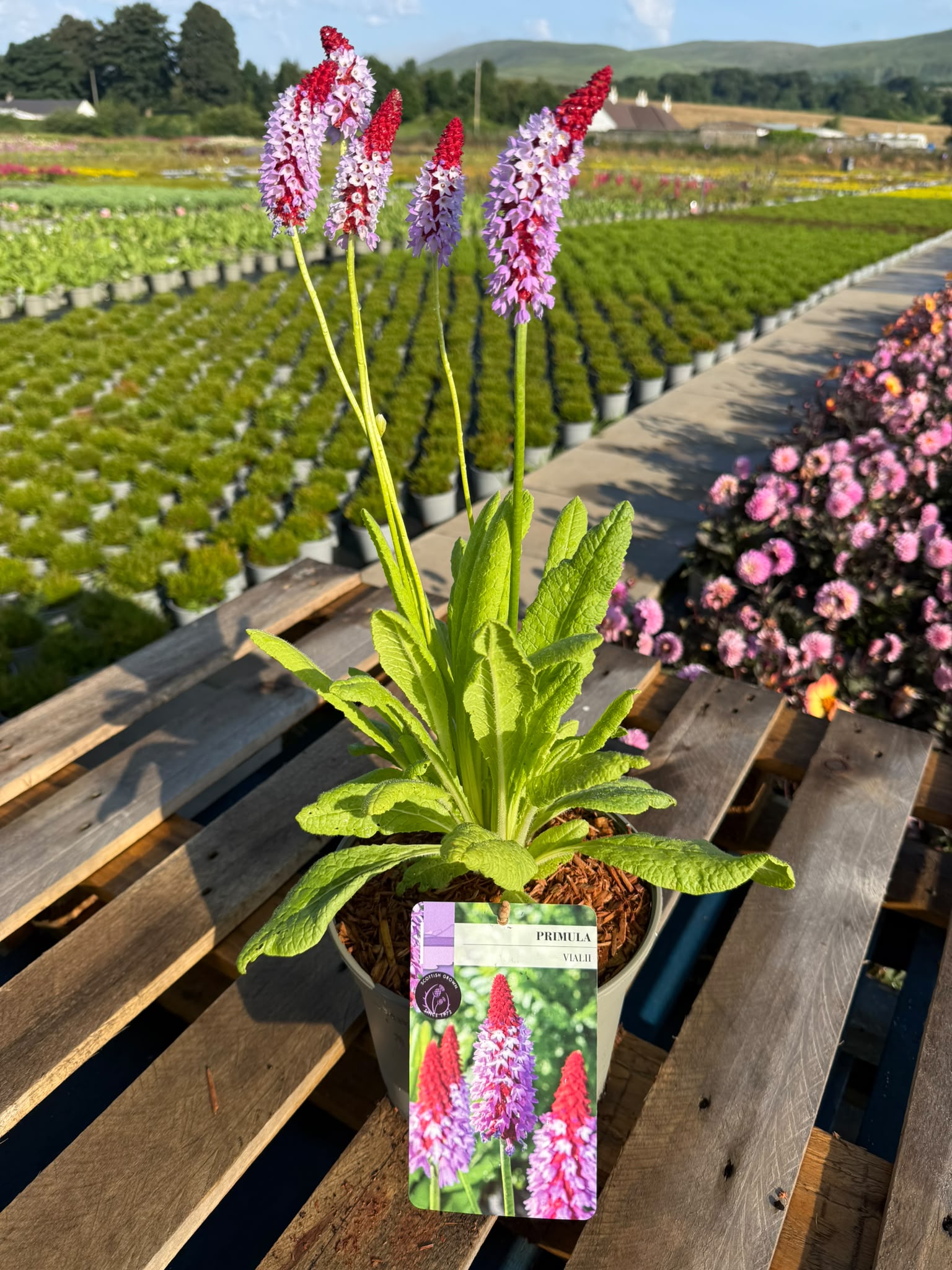 Picture of Primula Vialli 