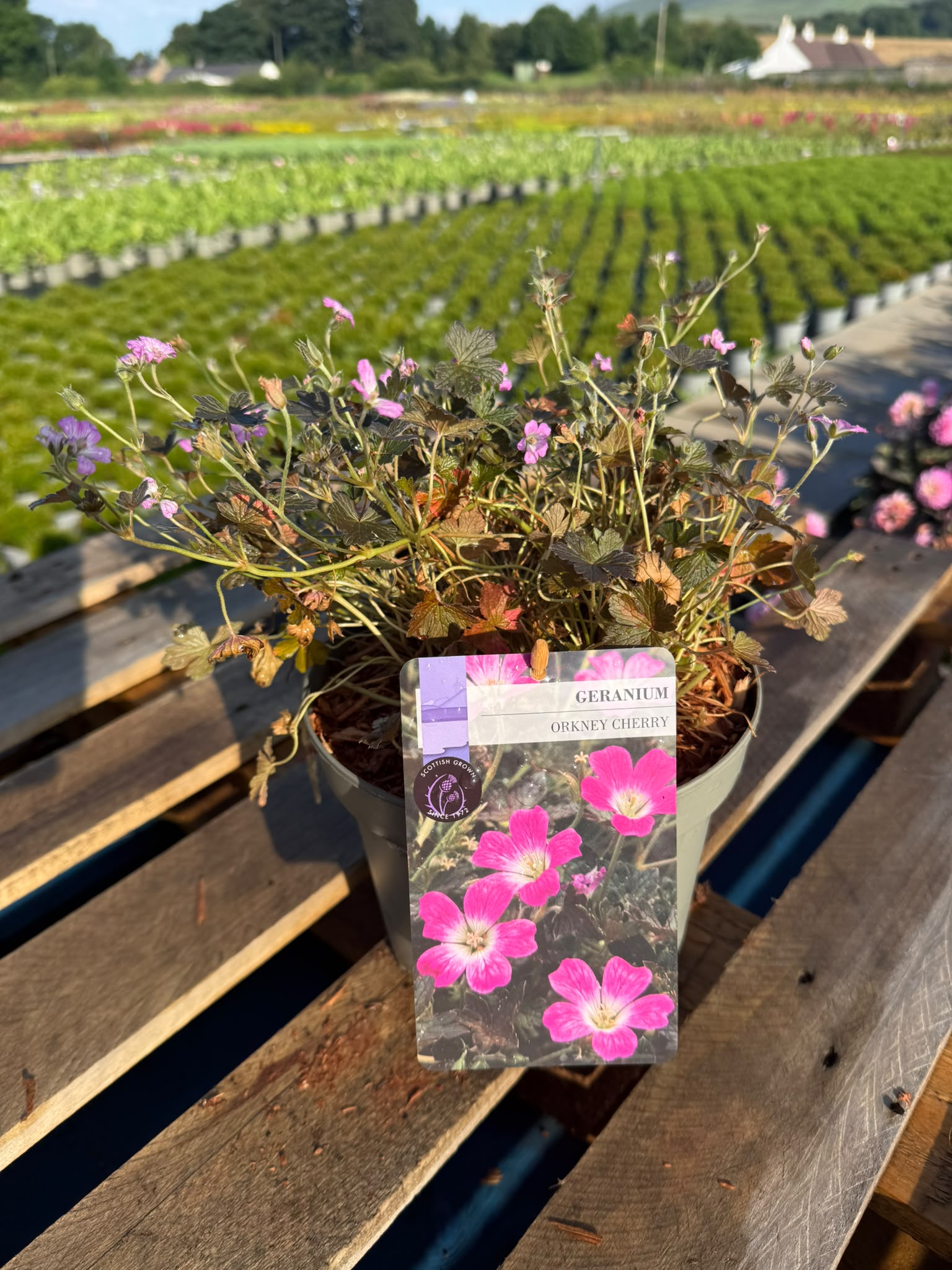 Picture of Geranium Orkney Cherry