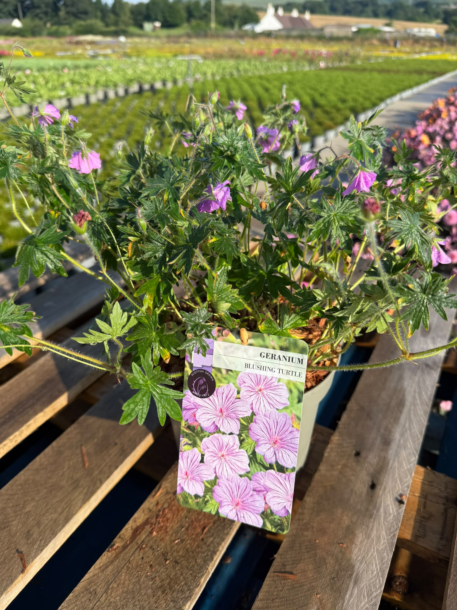 Picture of Geranium Blushing Turtle