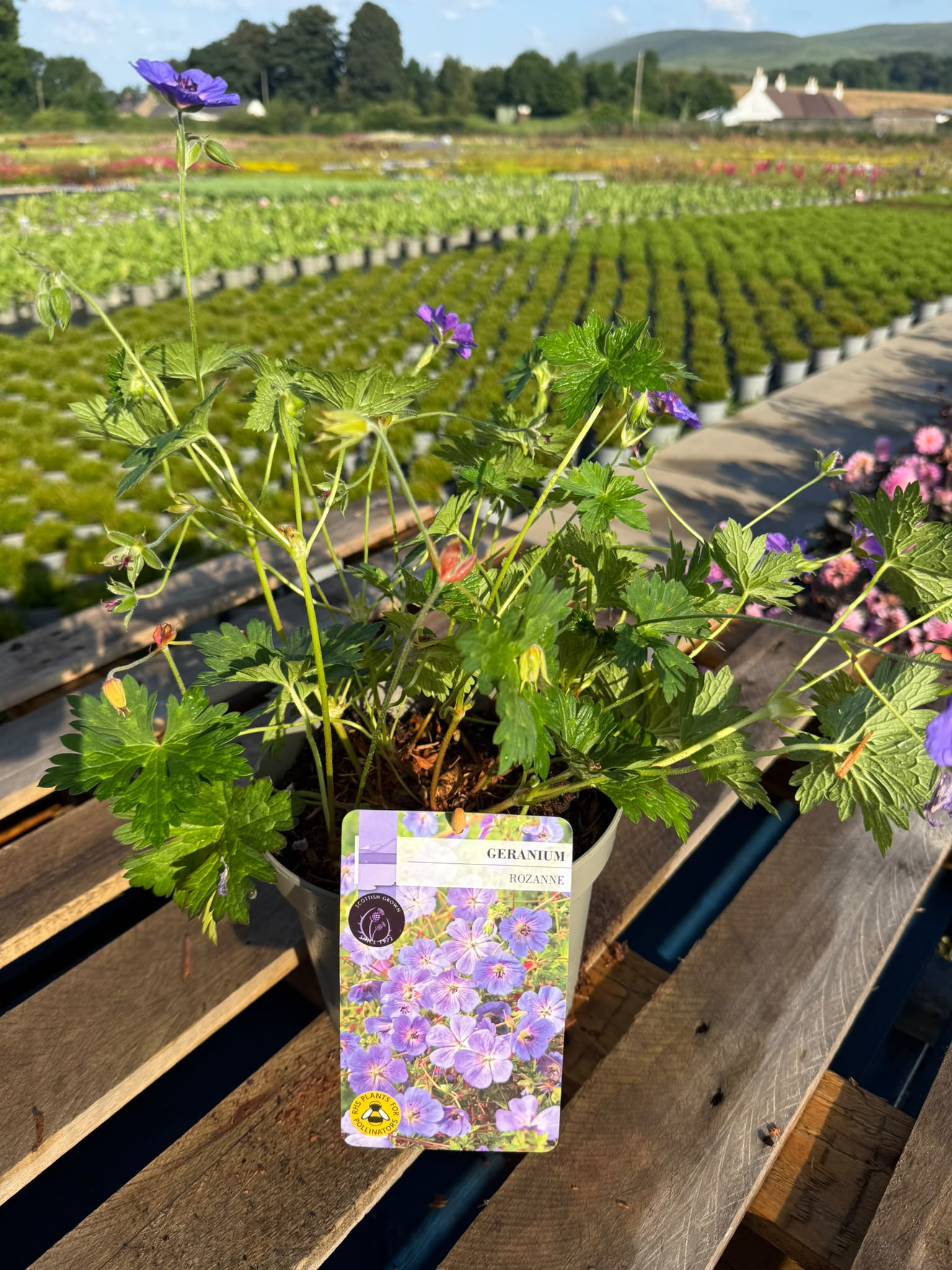 Picture of Geranium Rozanne
