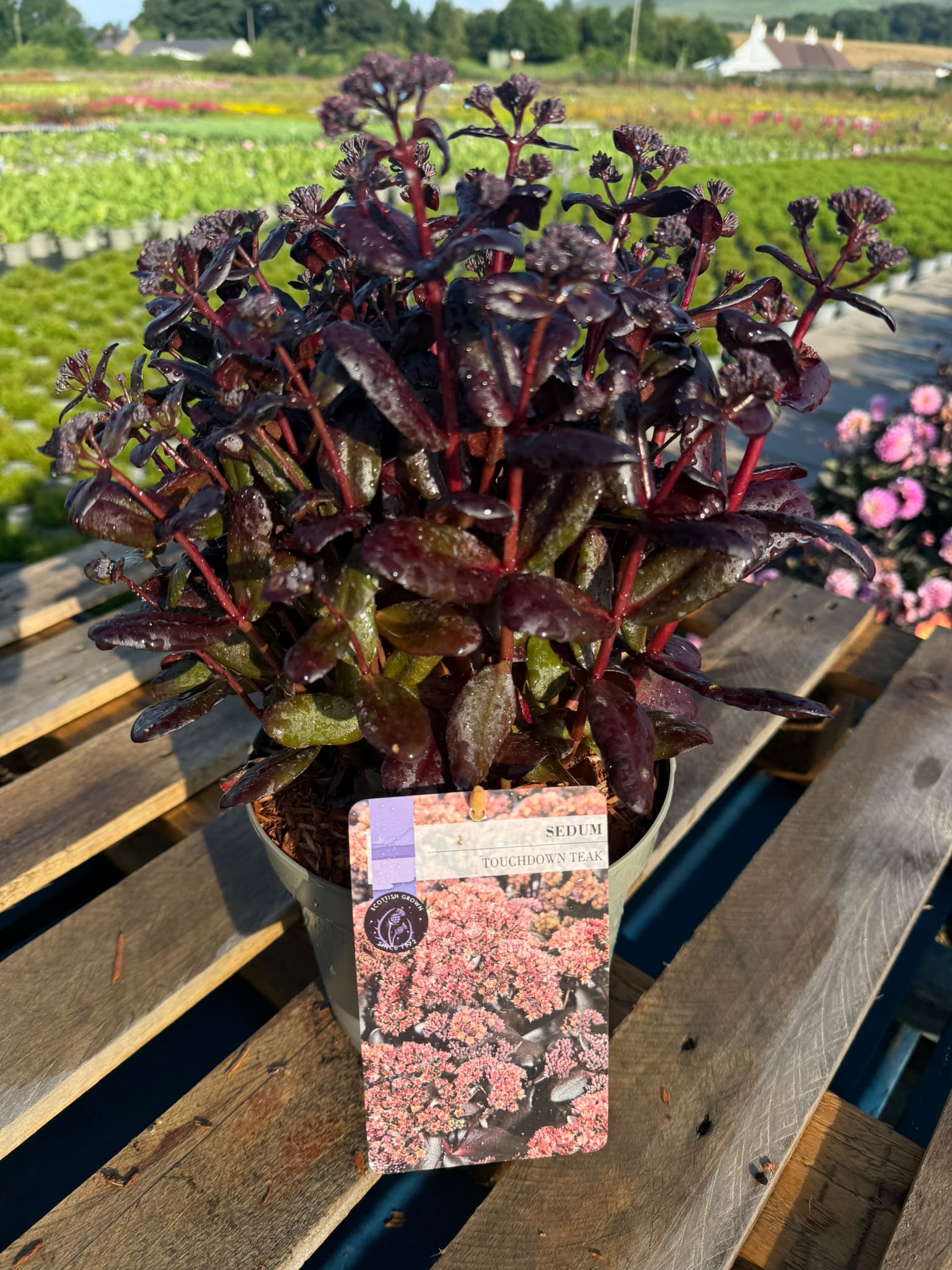 Picture of Sedum Touchdown Teak