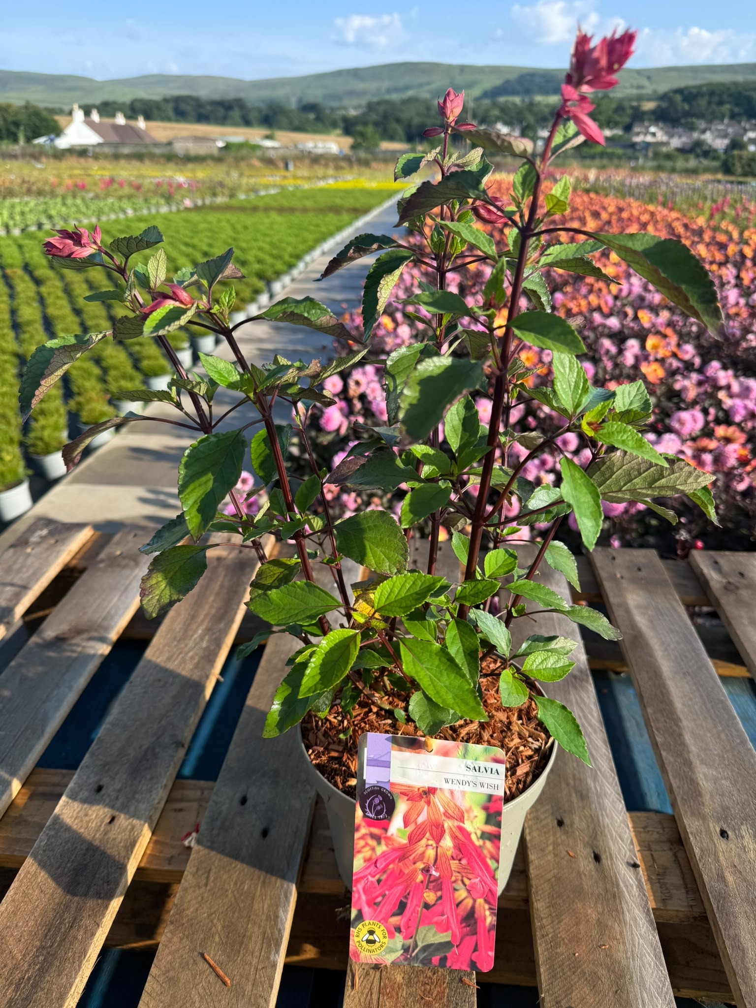 Picture of Salvia Wendy's Wish