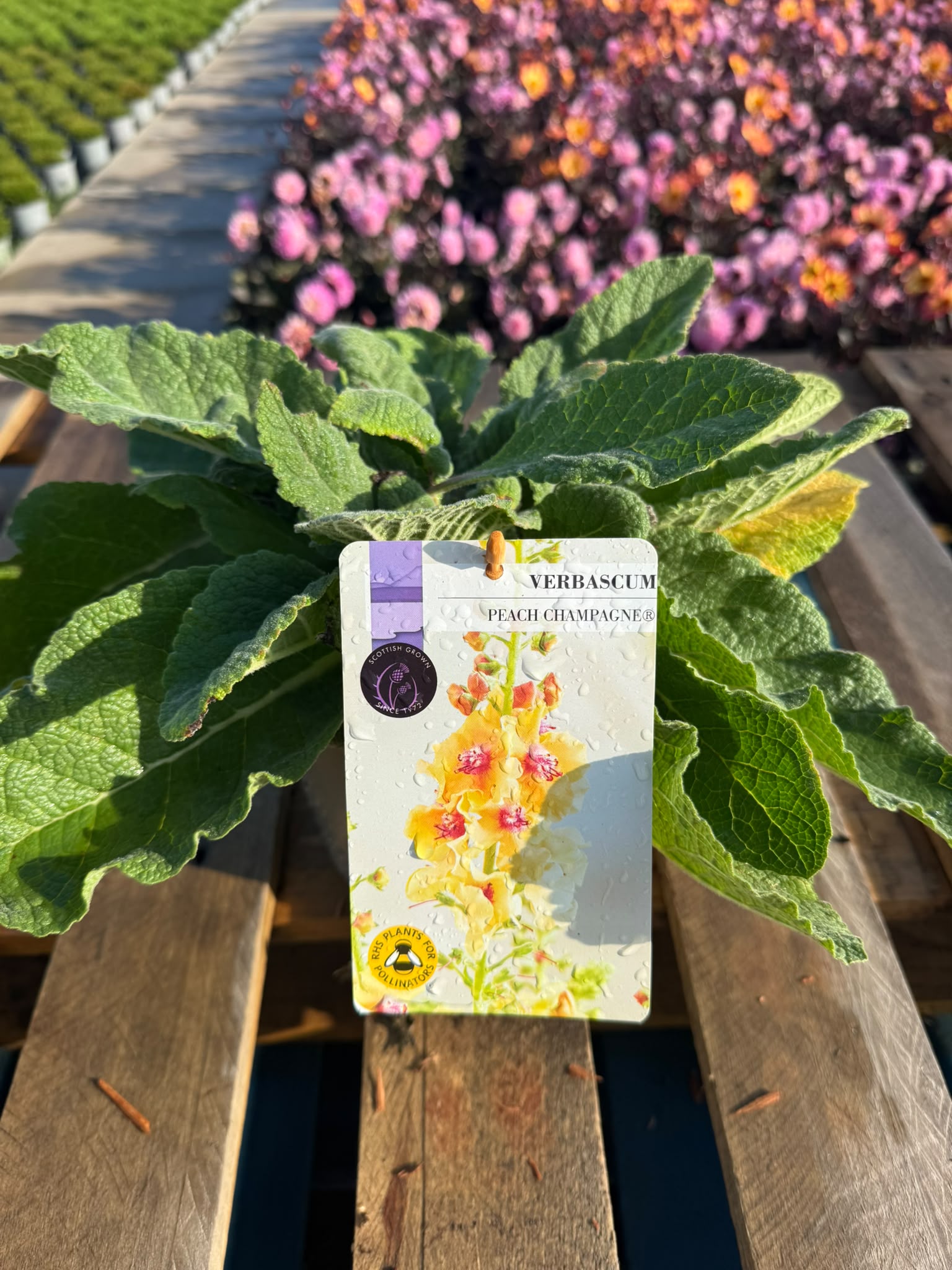 Picture of Verbascum Citrus Champagne 