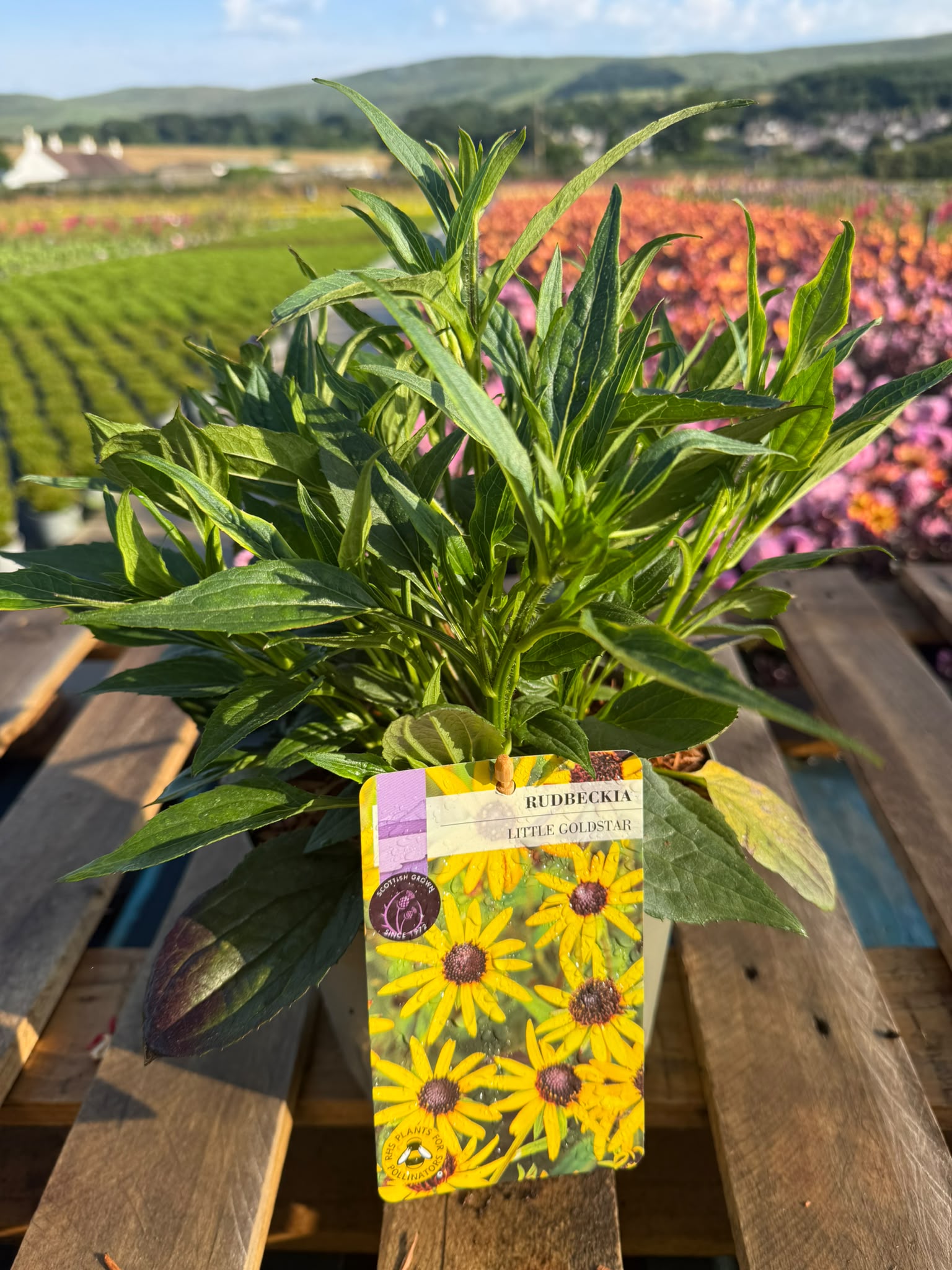 Picture of Rudbeckia Little Goldstar