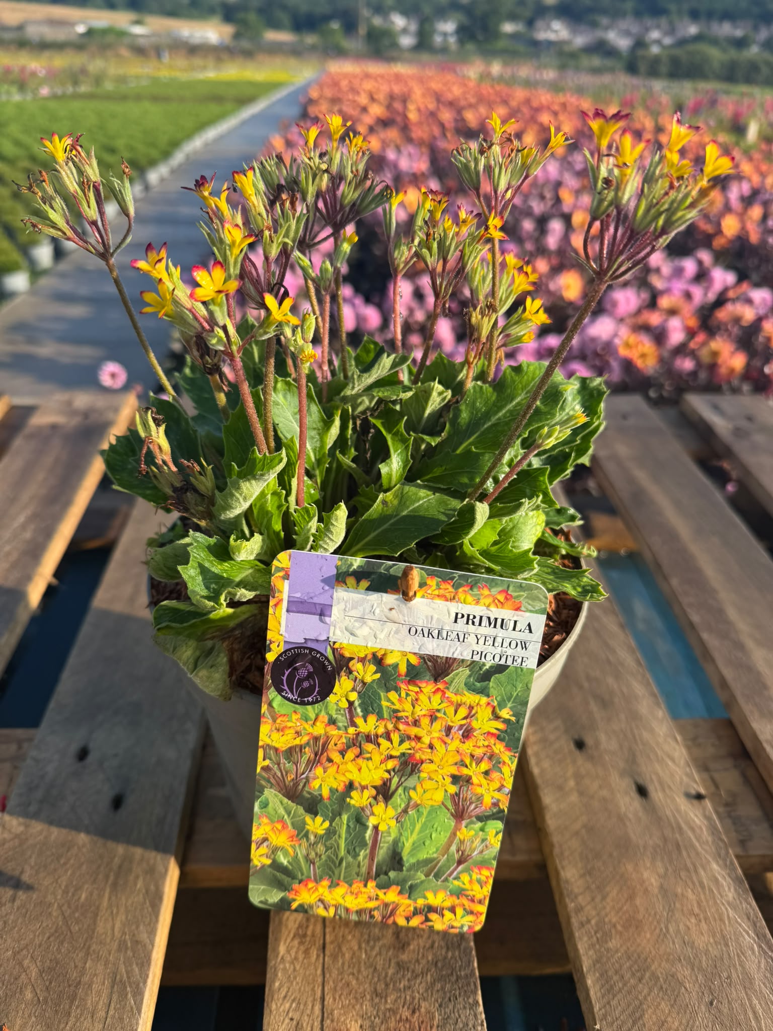 Picture of Primula OakLeaf Yellow Picotee
