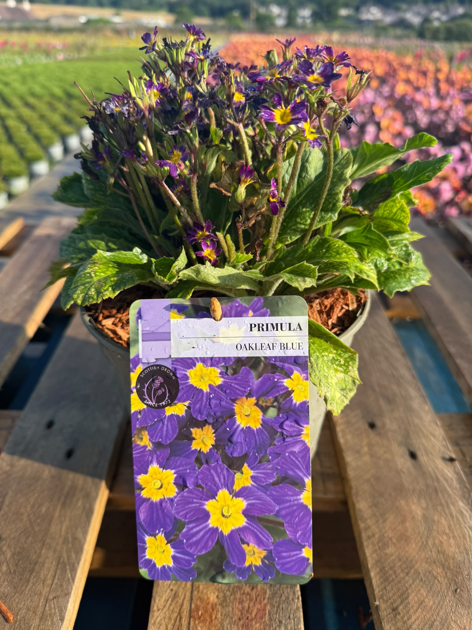 Picture of Primula OakLeaf Blue