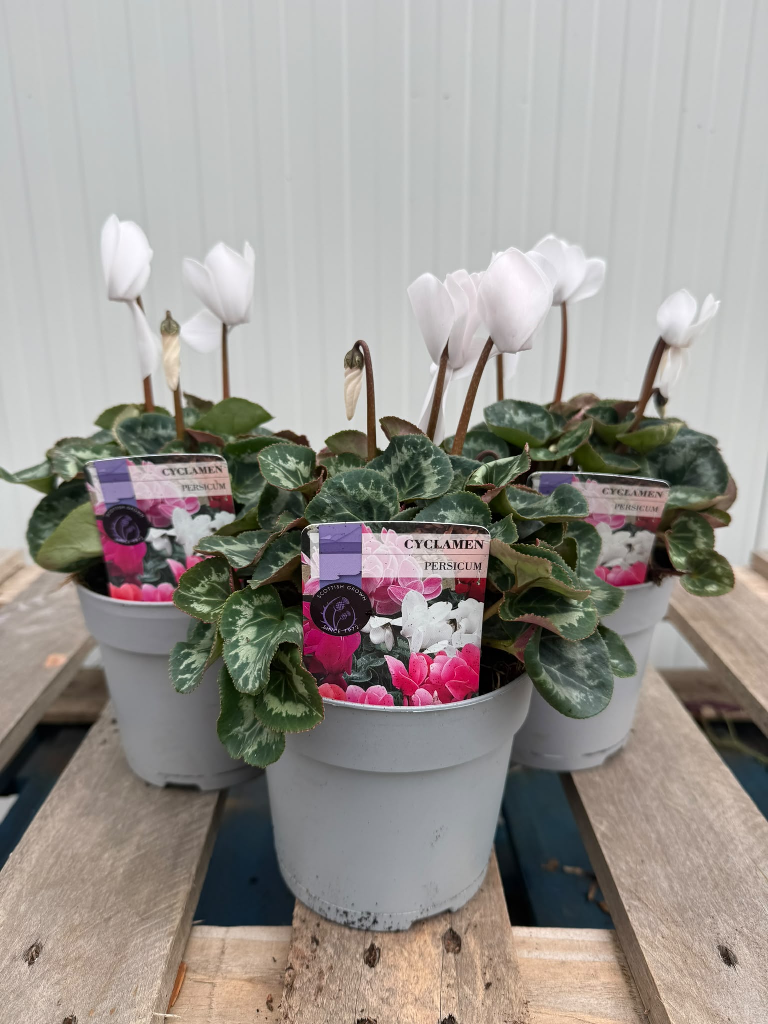Picture of Cyclamen white