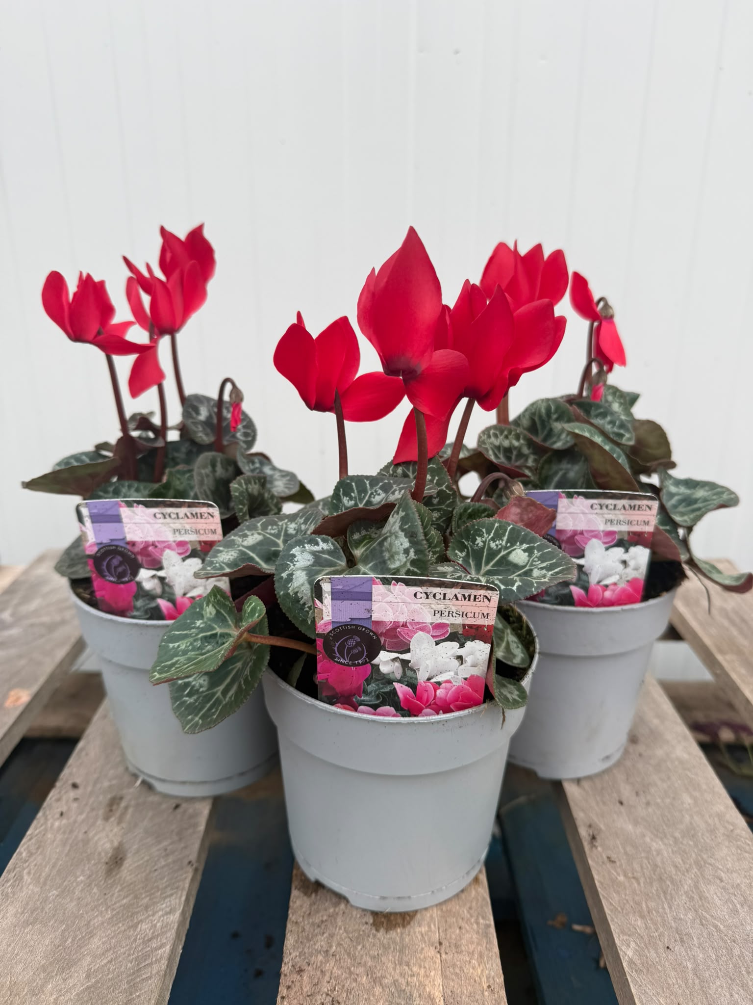Picture of Cyclamen Red