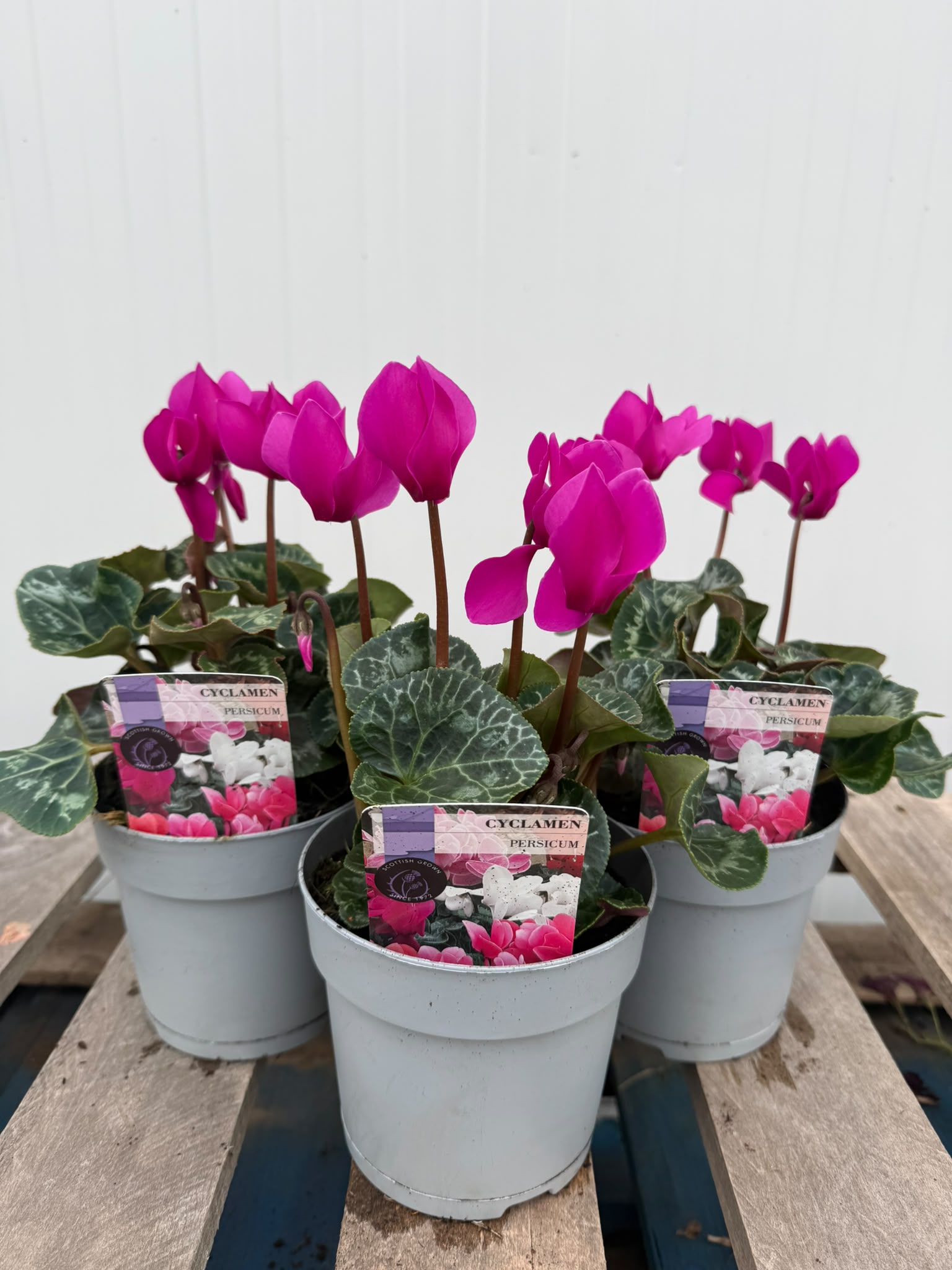 Picture of Cyclamen Purple