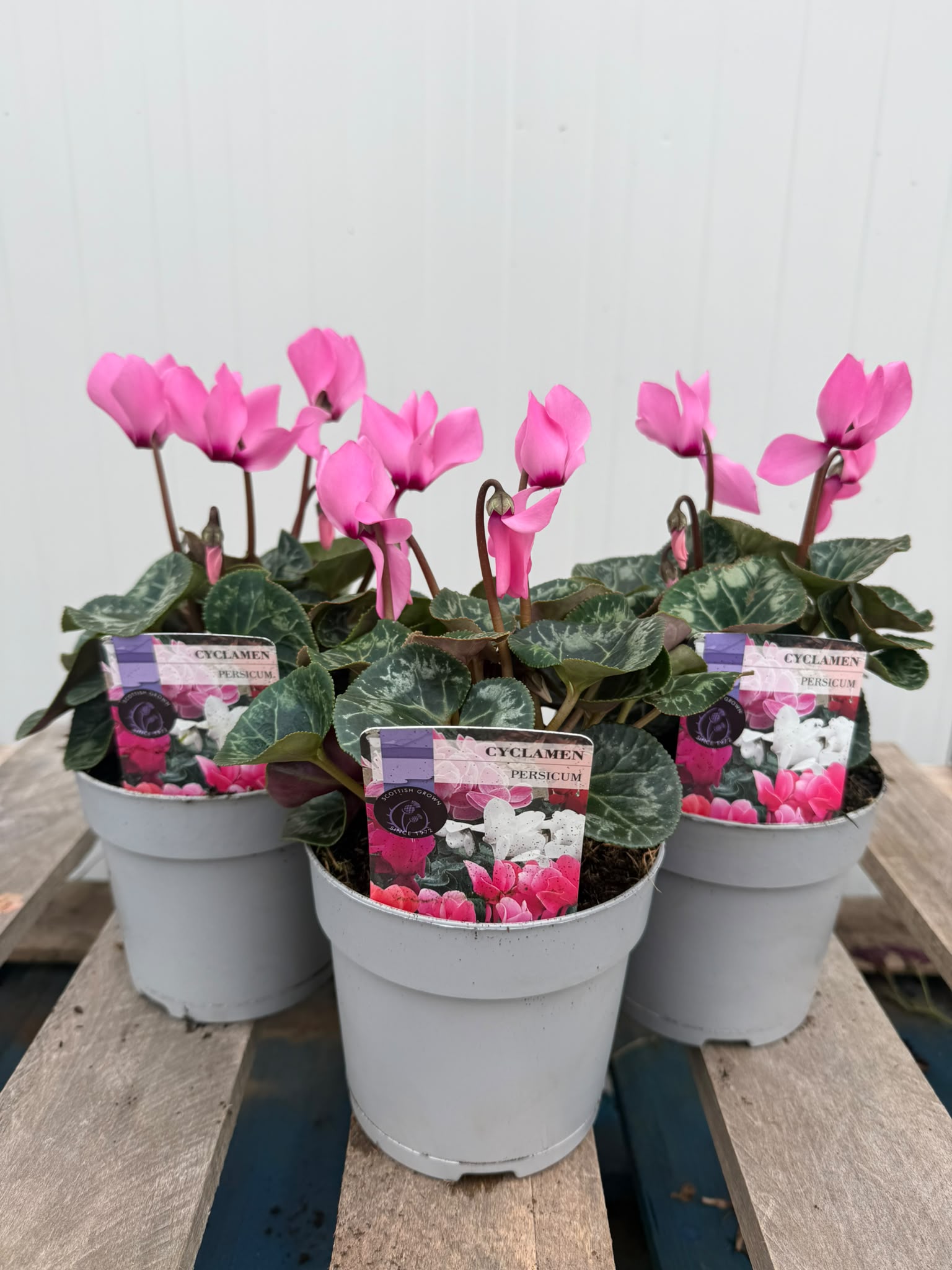 Picture of Cyclamen Deep Rose
