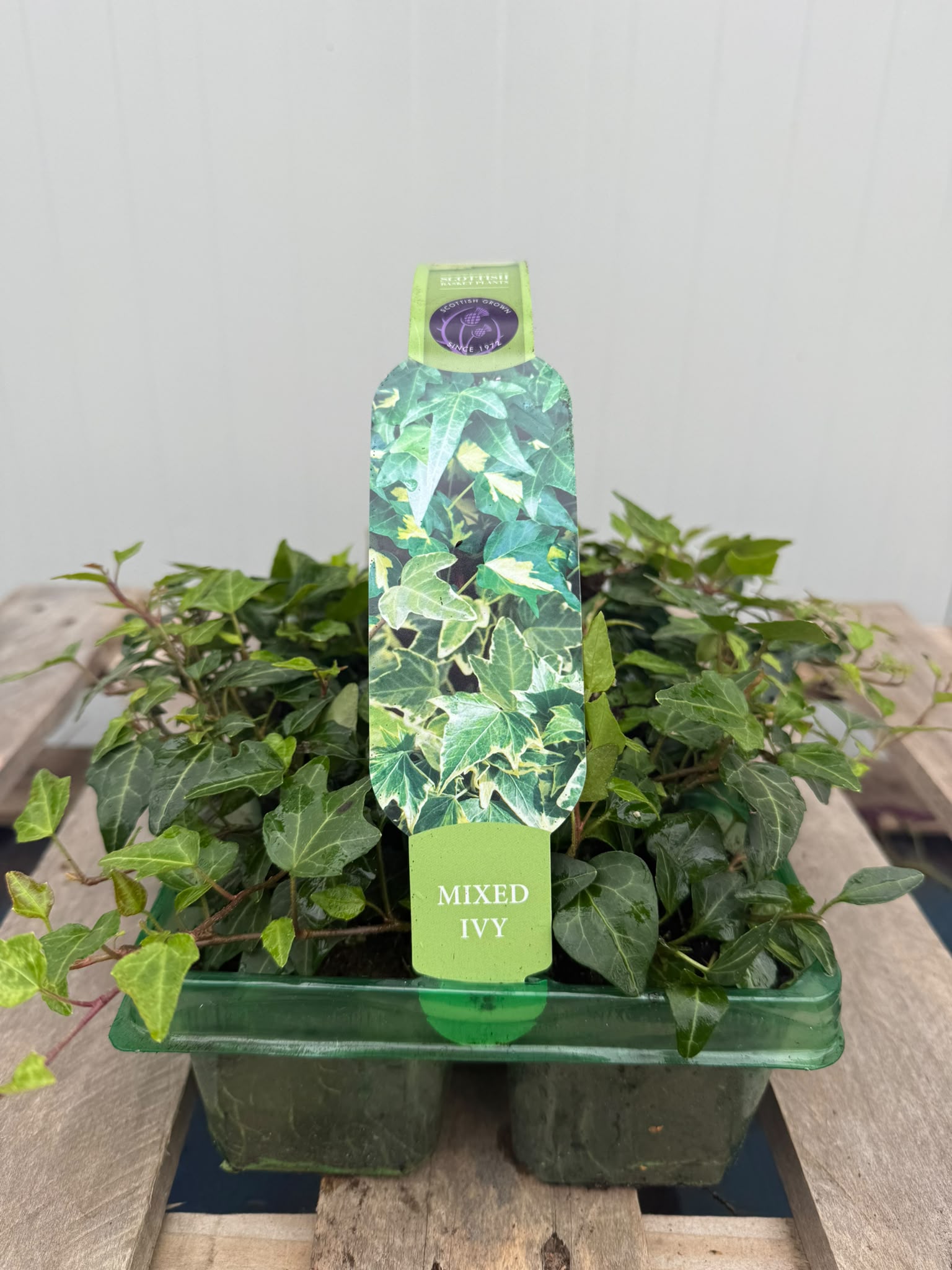 Picture of Hedera Green