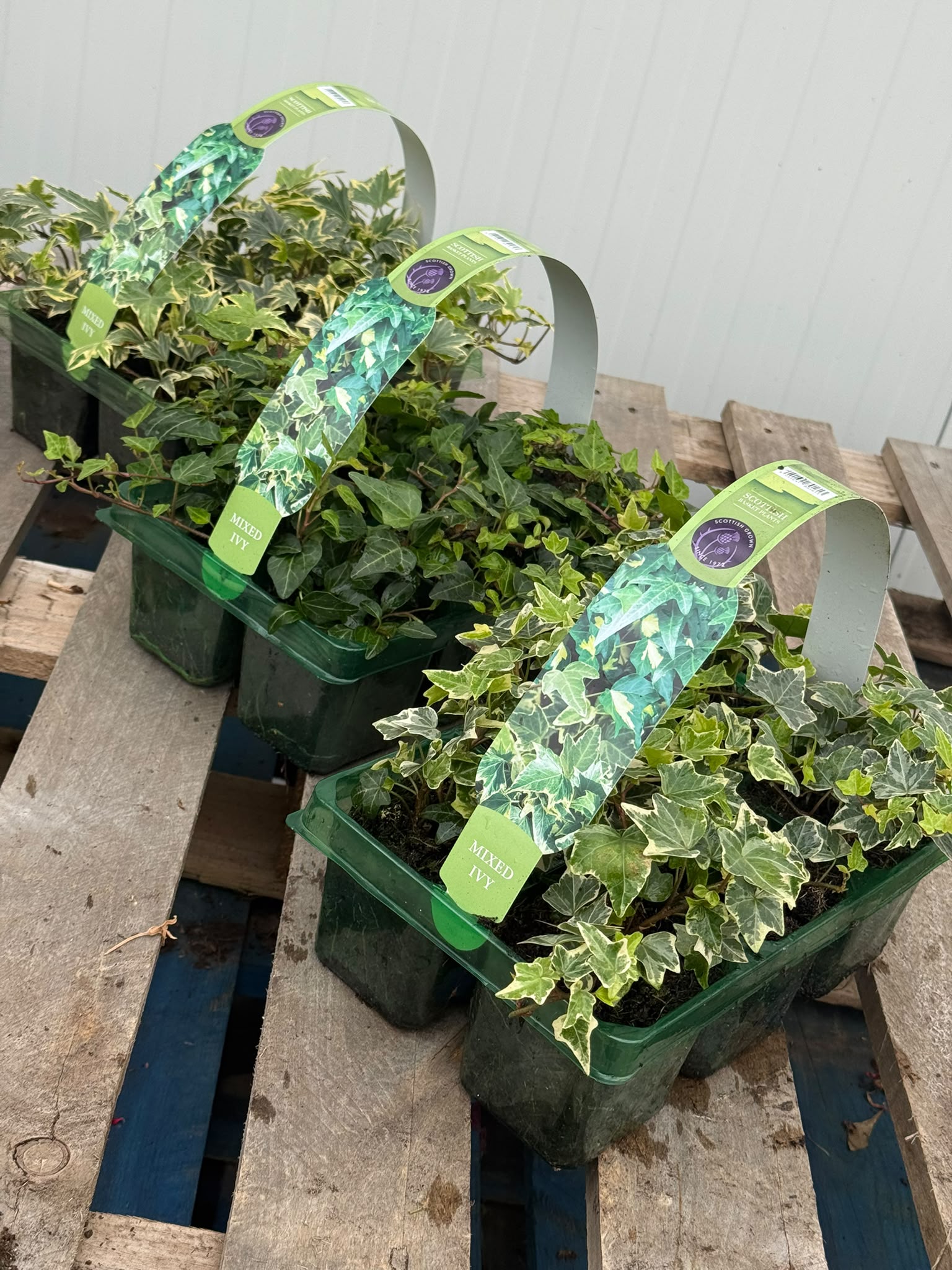 Picture of Hedera