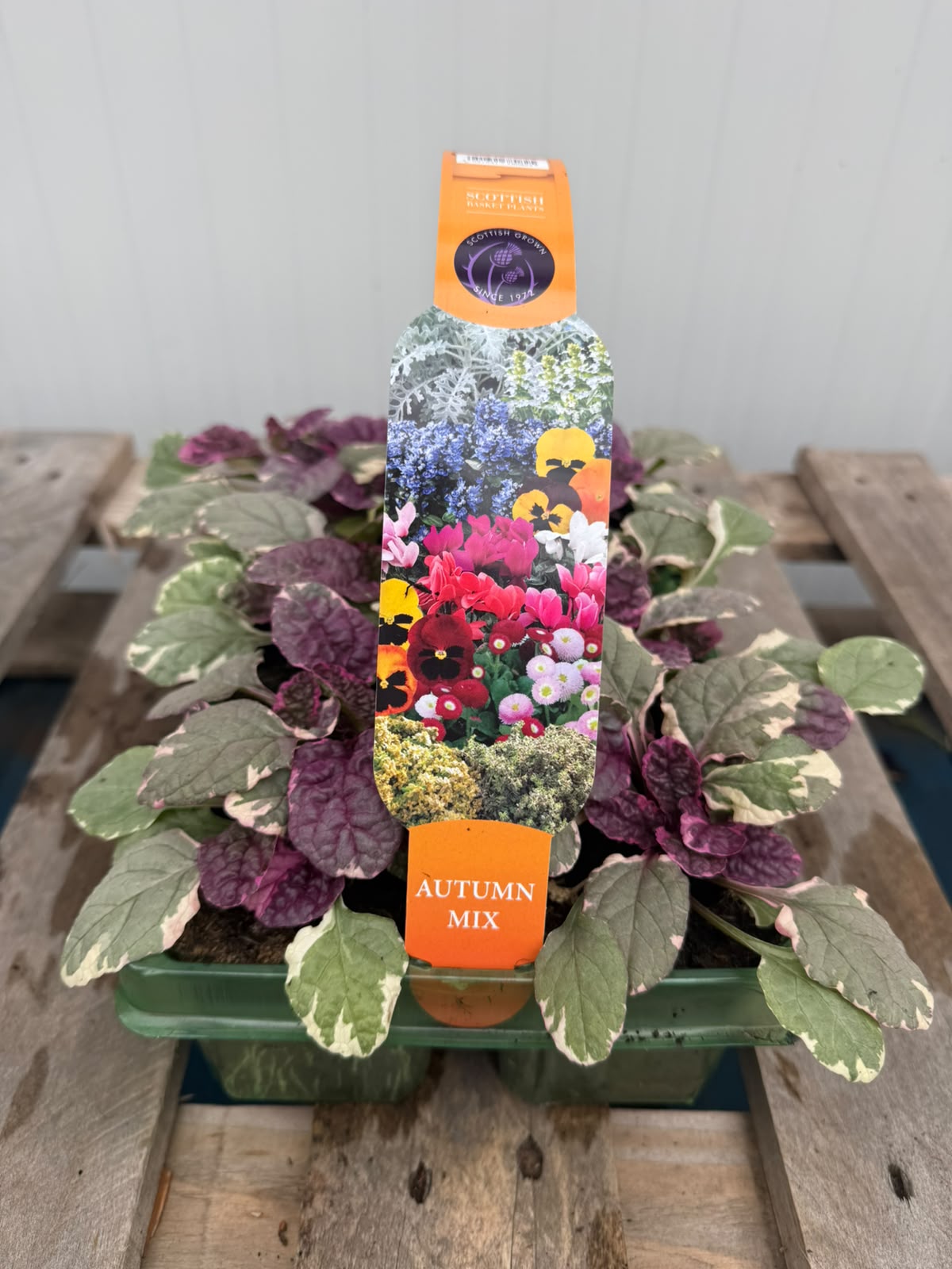 Picture of Ajuga Burgundy Glow