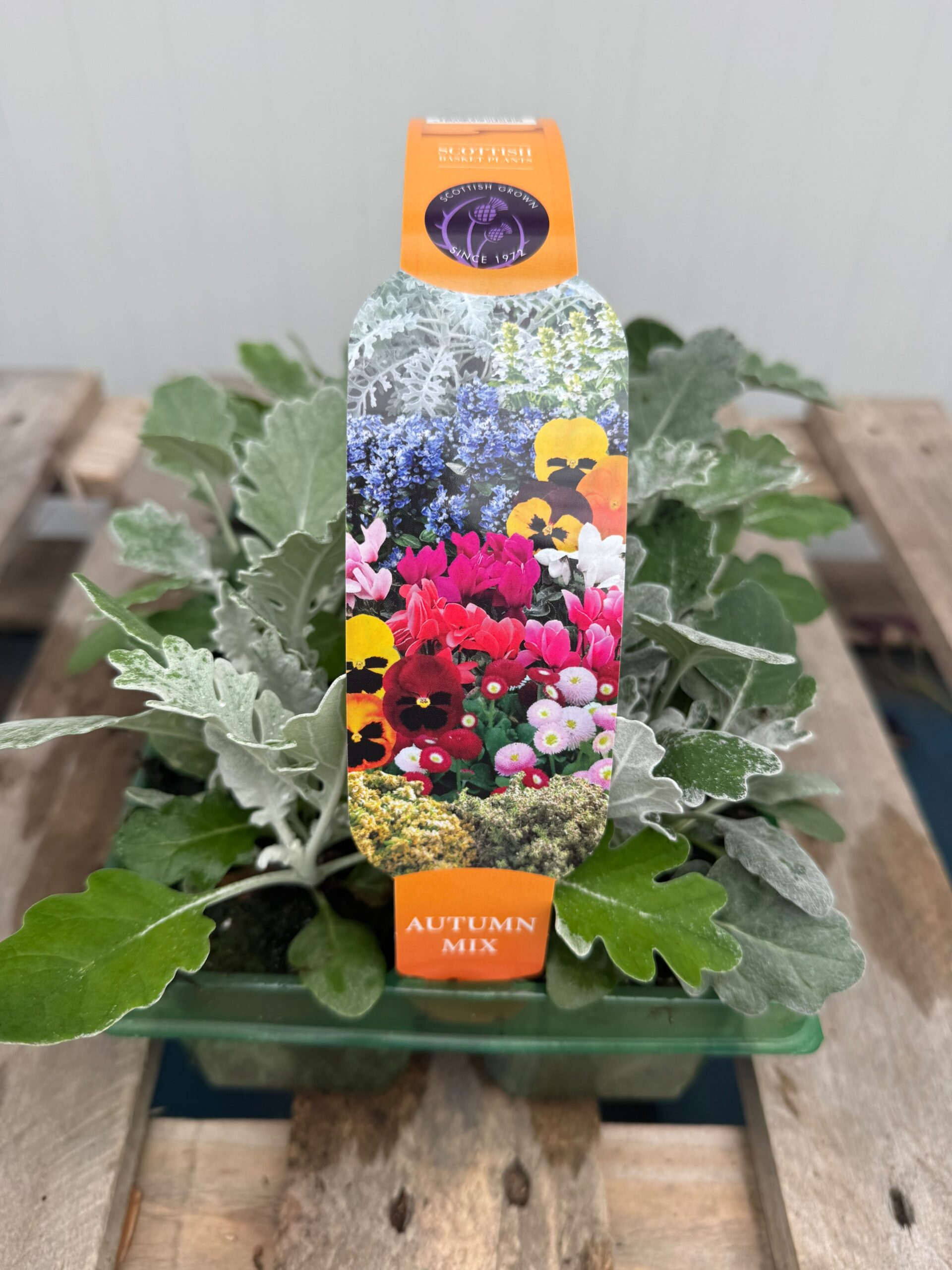Picture of Cineraria Silverdust