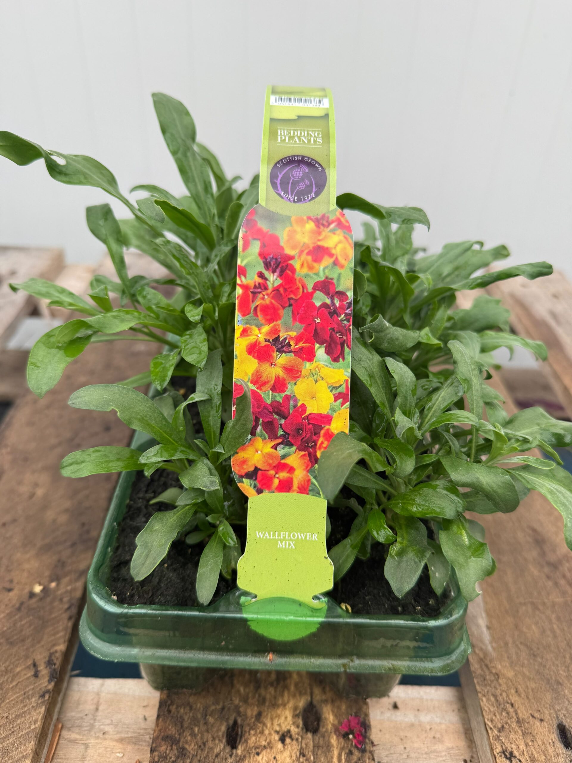 Picture of Wallflower Mix