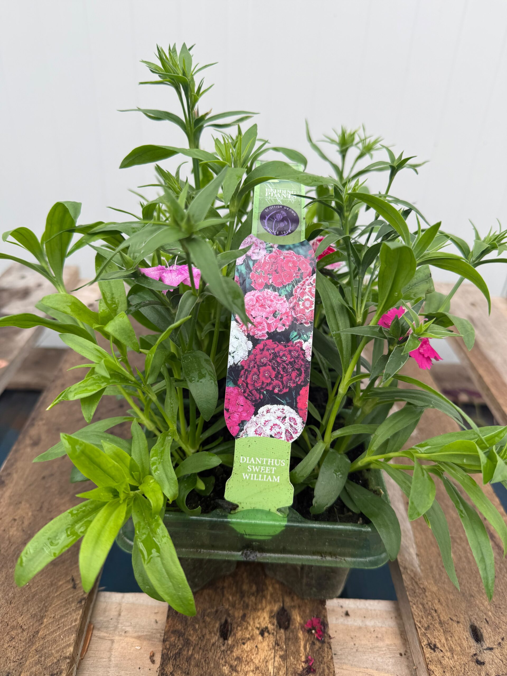 Picture of Dianthus Sweet William