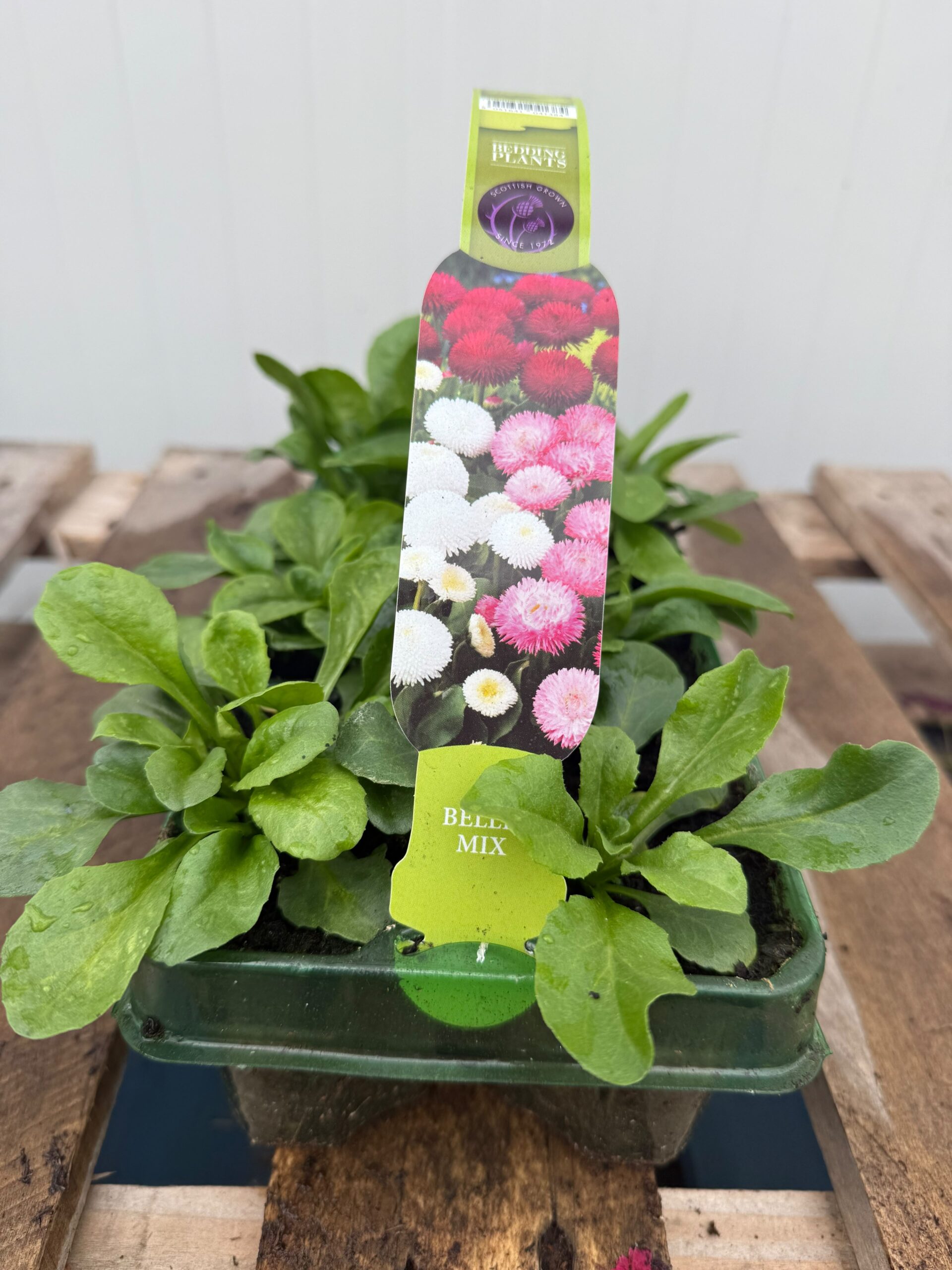 Picture of Bellis Mix