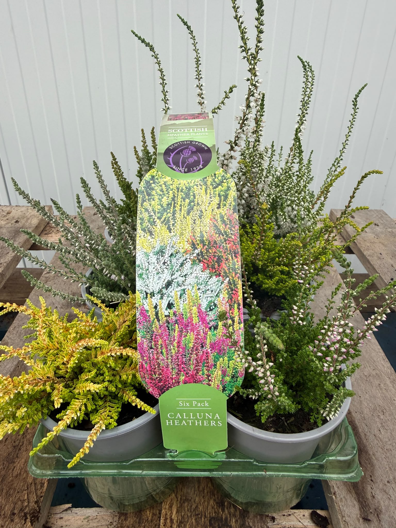 Picture of Heather - Calluna Carry Pack