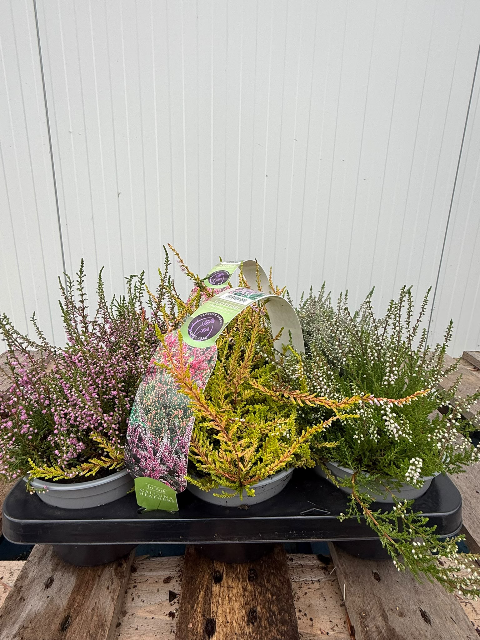 Picture of Heathers - Carry Tri-Pack