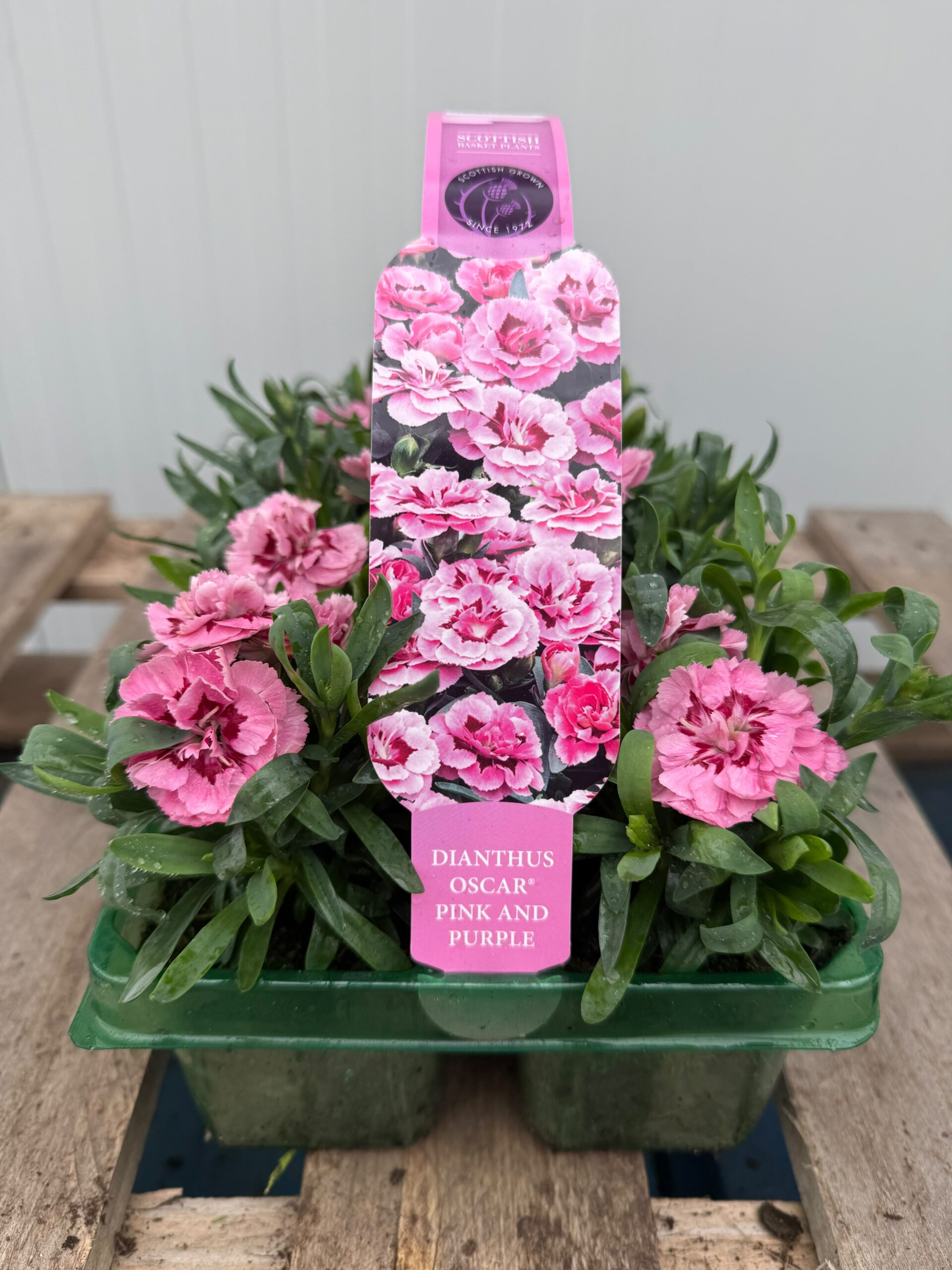 Picture of Dianthus Oscar Pink and Purple