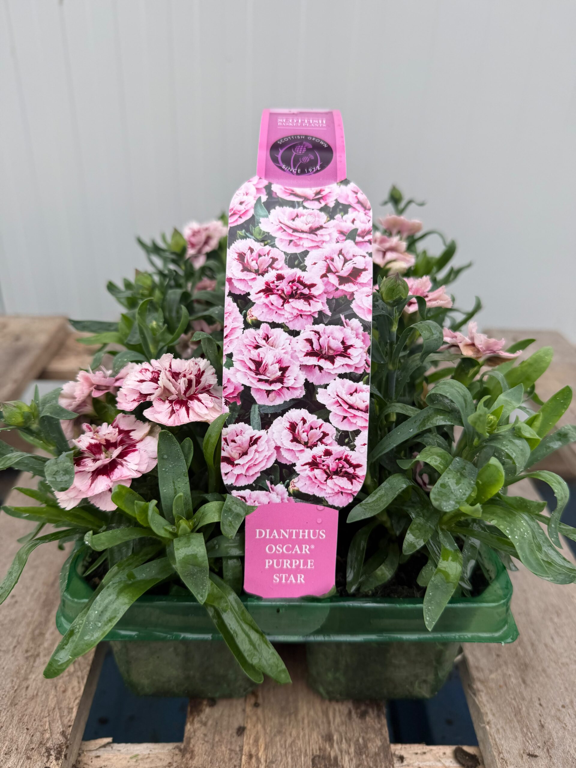 Picture of Dianthus Oscar Purple Star