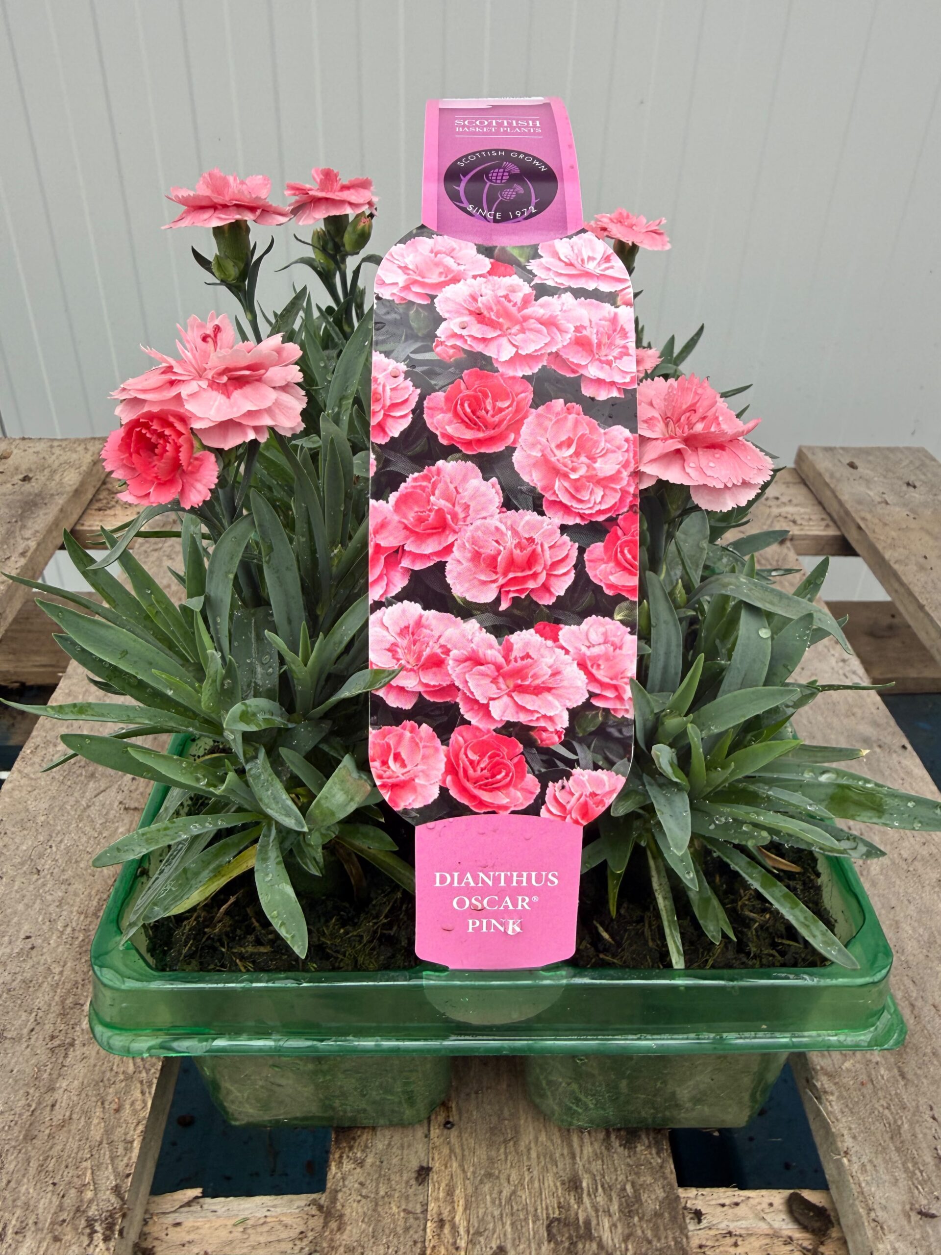 Picture of Dianthus Oscar Pink